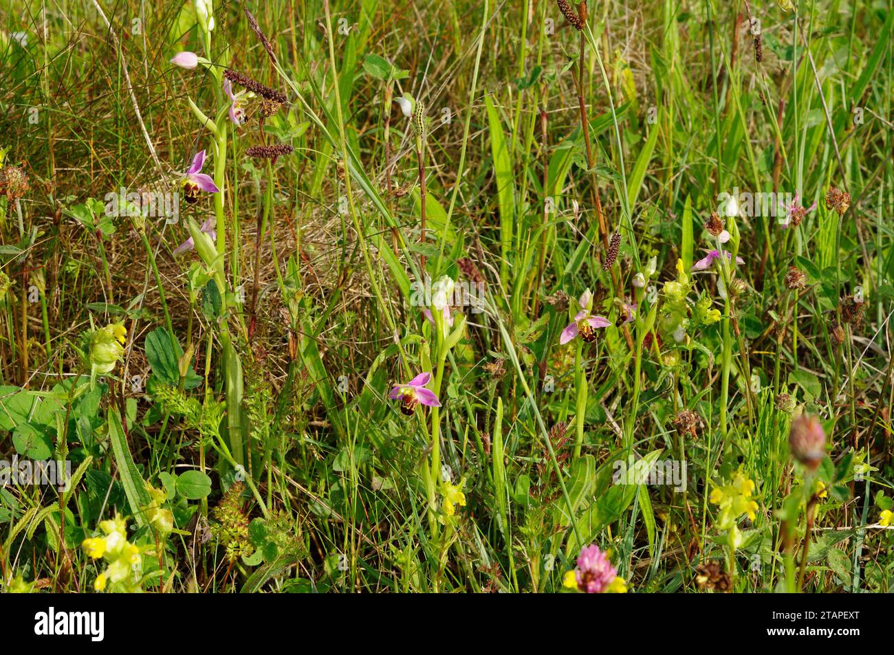 Ophrys apifera "Bee Orchid" Foto Stock