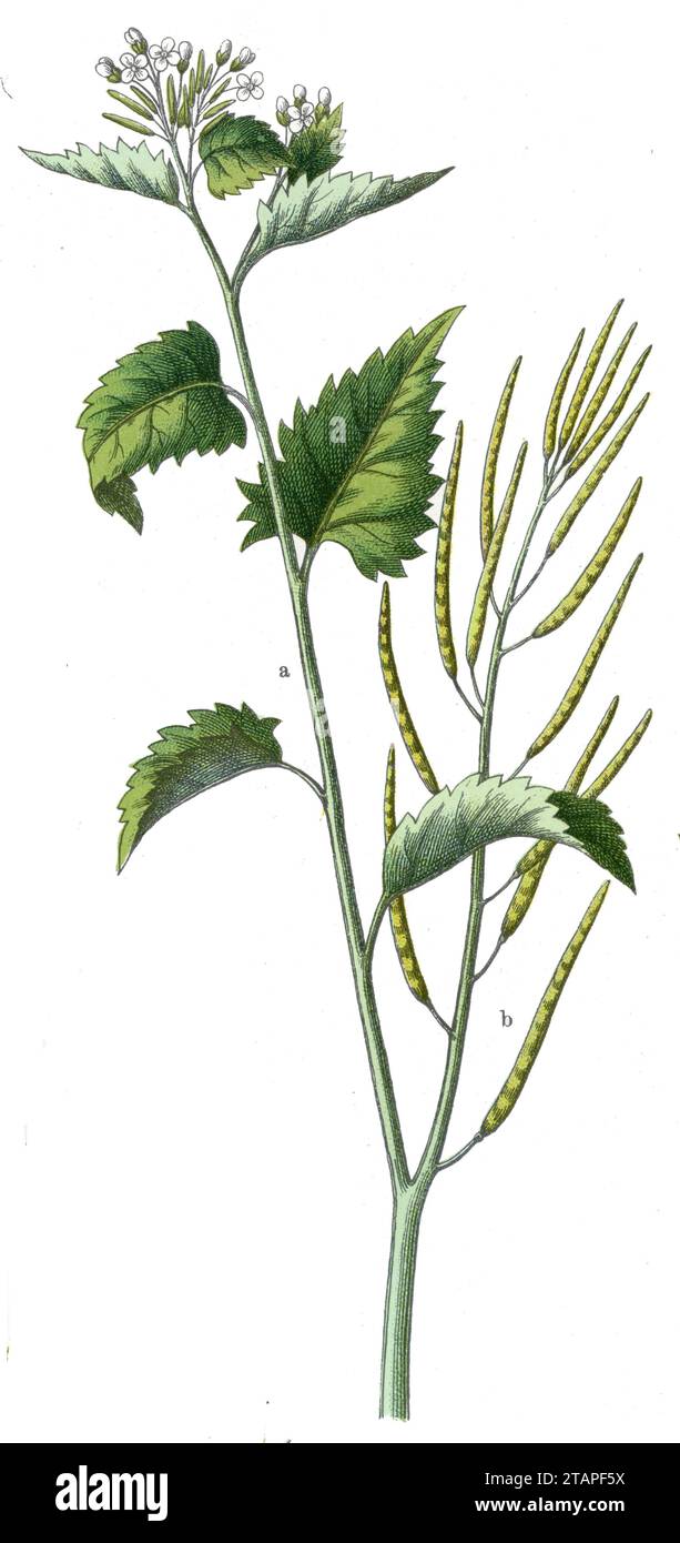Senape all'aglio Alliaria petiolata, (libro botanico, 1909), Knoblauchsrauke Foto Stock