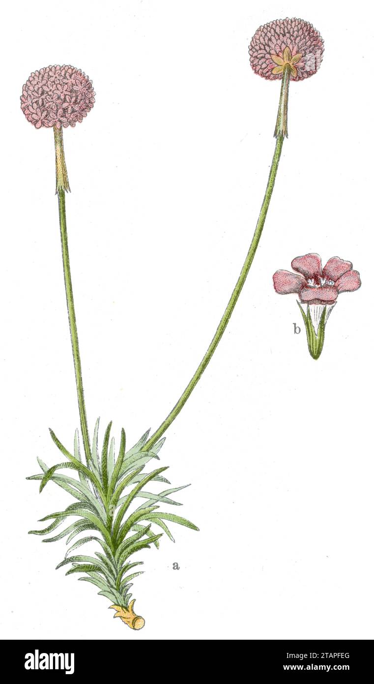 Armeria maritima Armeria maritima, (libro botanico, 1909), Strand-Grasnelke Foto Stock