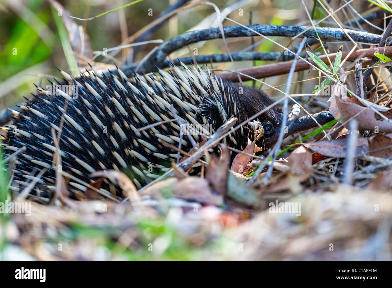 Un Echidna dal becco corto (Tachyglossus aculeatus) è un mammifero unico che depone le uova. Nuovo Galles del Sud, Australia. Foto Stock