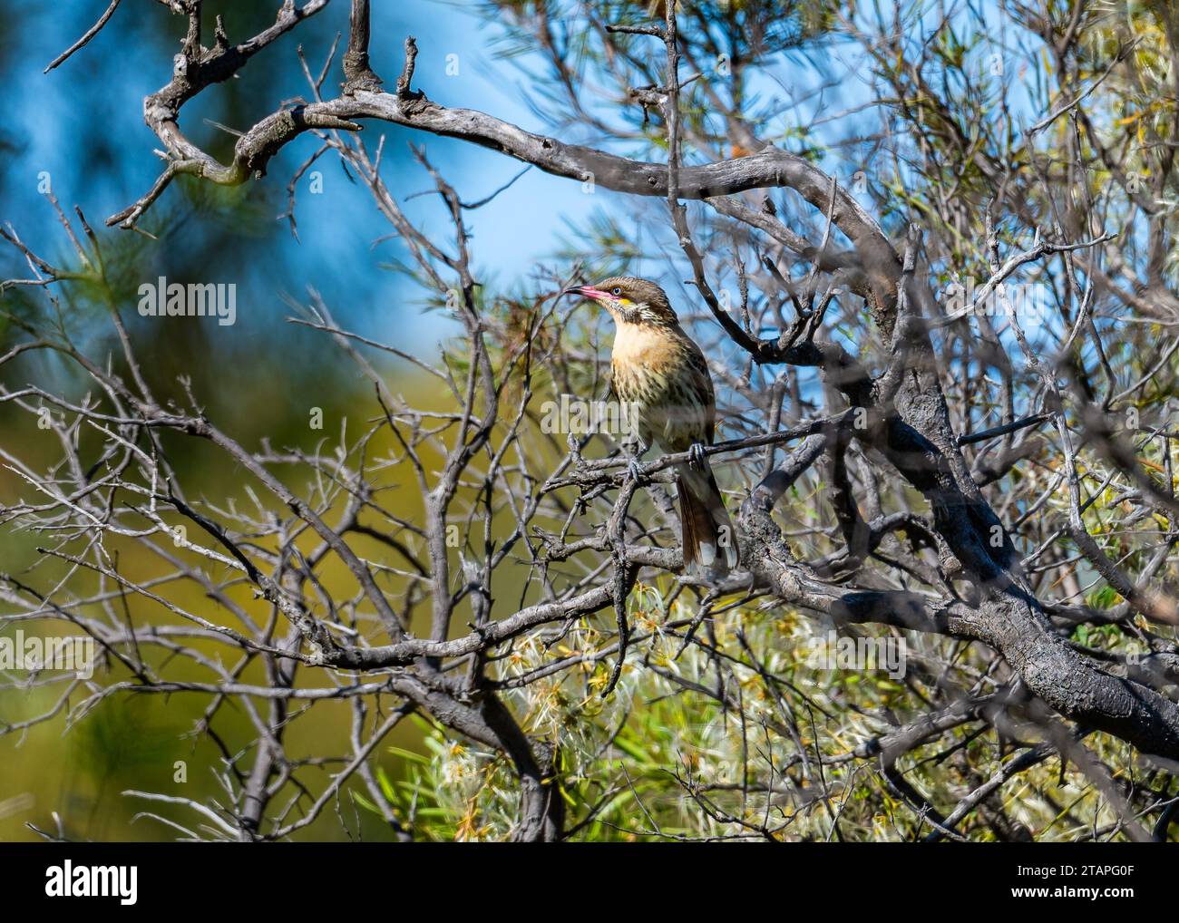 Un mieyeater dalla pecora Spiny (Acanthagenys rufogularis) arroccato su un albero. Victoria, Australia. Foto Stock