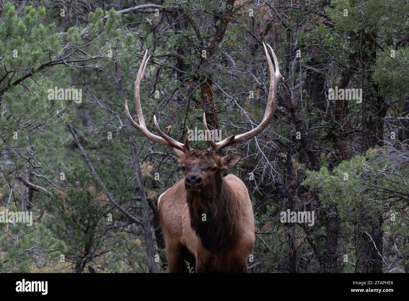 Alce delle Montagne Rocciose (Cerbus elaphus nelsoni) con grandi paludi, che si trovano nella foresta del Parco Nazionale del Grand Canyon. Foto Stock