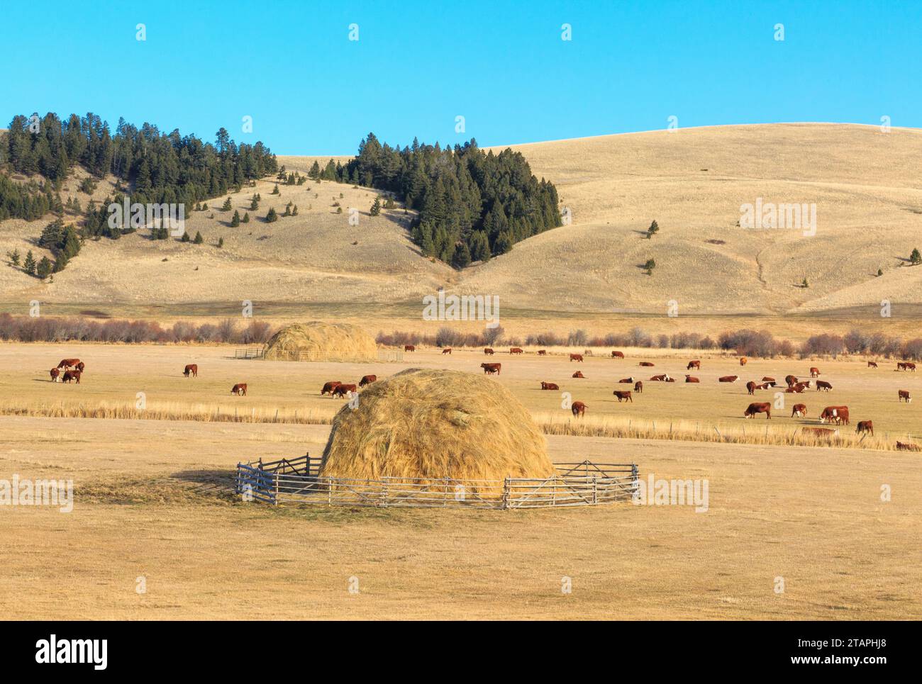 haystacks e bestiame in un ranch nella valle del threemile creek vicino ad avon, montana Foto Stock