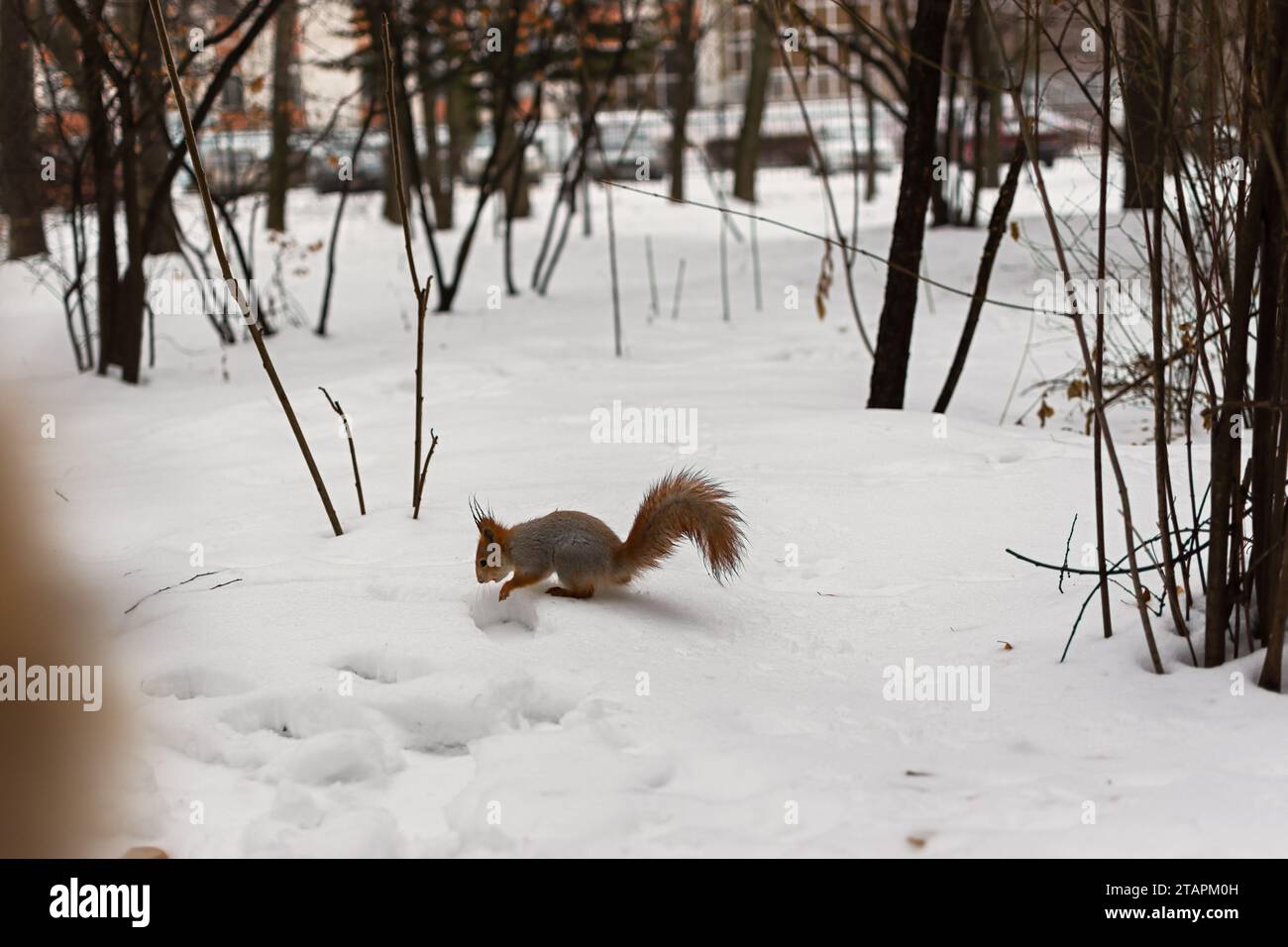 Lo scoiattolo nasconde la neve invernale delle noci. Un agili scoiattolo marrone nel parco ha trovato noci e l'ha nascosta. Dare da mangiare agli animali urbani. Il concetto di cura e gentilezza. Foto Stock