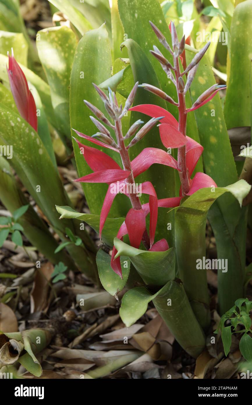 Billbergia macrocalyx Foto Stock