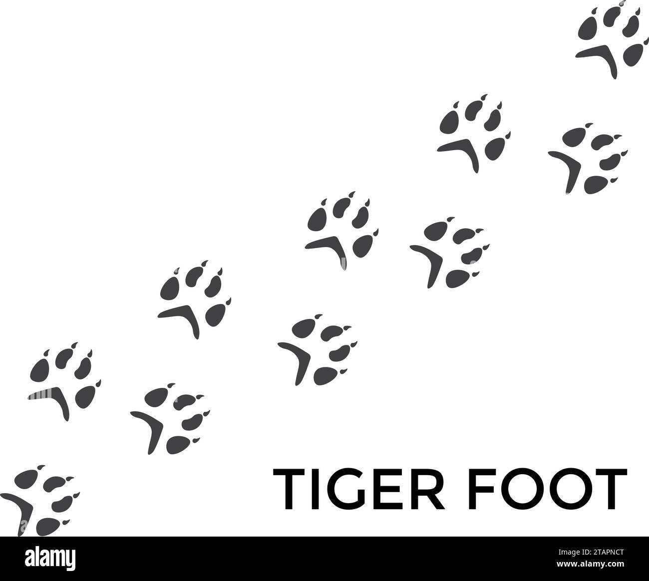 Stampa della zampa tigre. Animale selvatico. La zampa isolata viene stampata su sfondo bianco Illustrazione Vettoriale