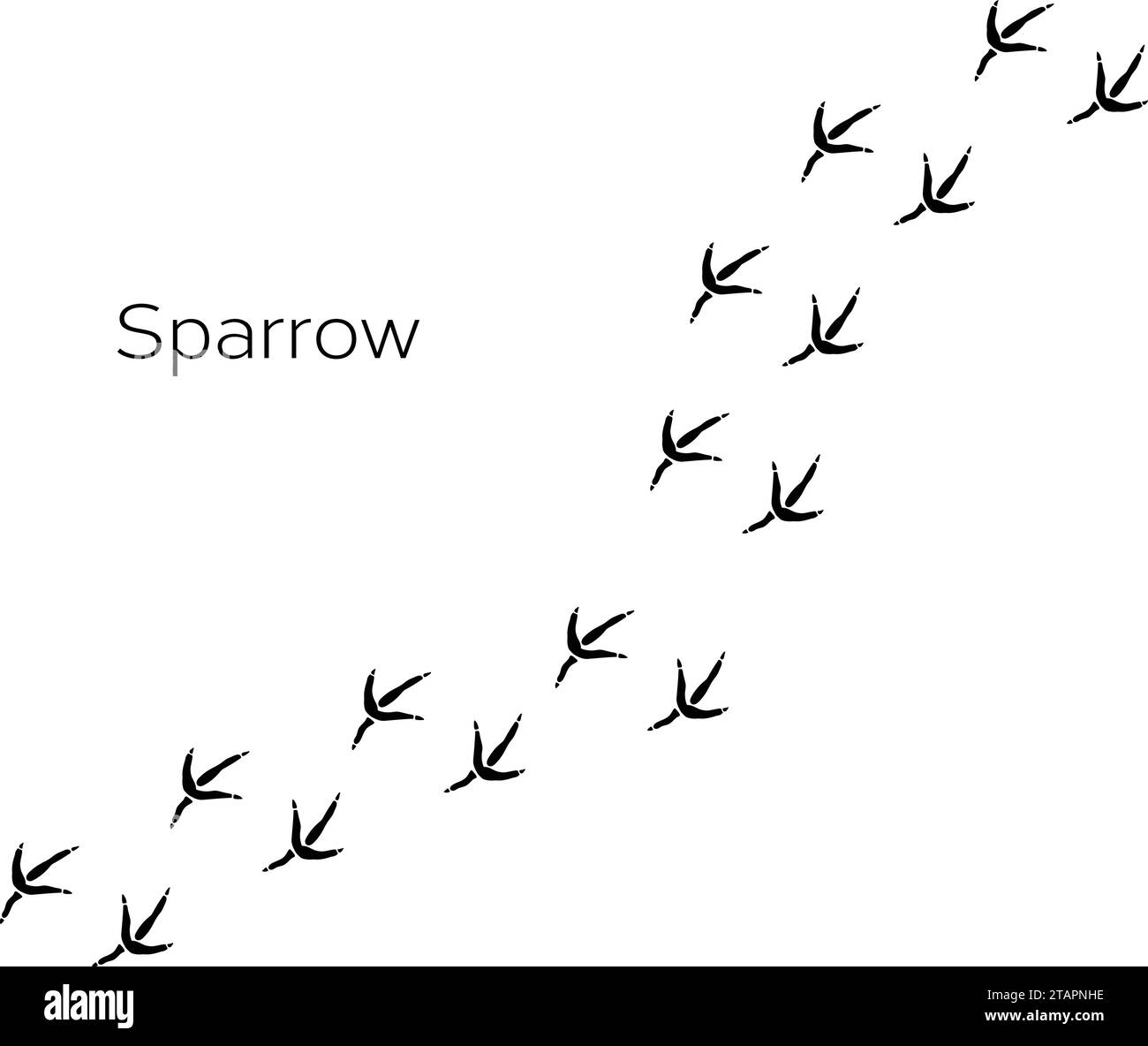 Impronta Sparrow, illustrazione di icone vettoriali, impronta di zampe di animali isolata su sfondo bianco Illustrazione Vettoriale