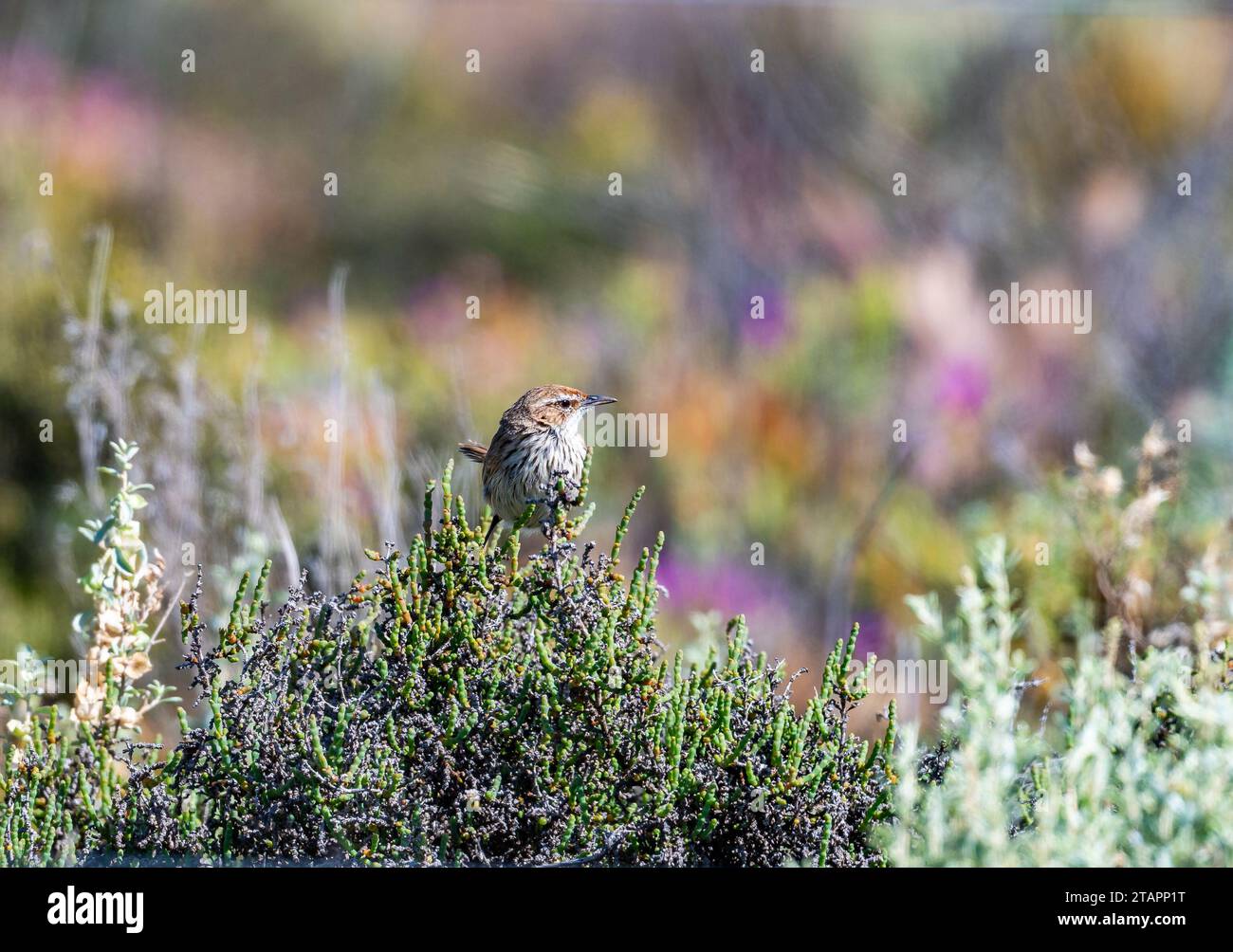 Un Rufous Fieldwren (Calamanthus campestris) arroccato sulla cima di un cespuglio. Victoria, Australia. Foto Stock