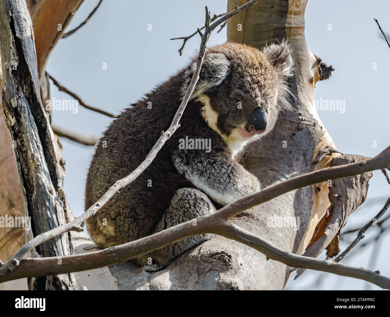Un iconico Koala (Phascolarctos cinereus) seduto su un albero di eucalipto. Victoria, Australia. Foto Stock