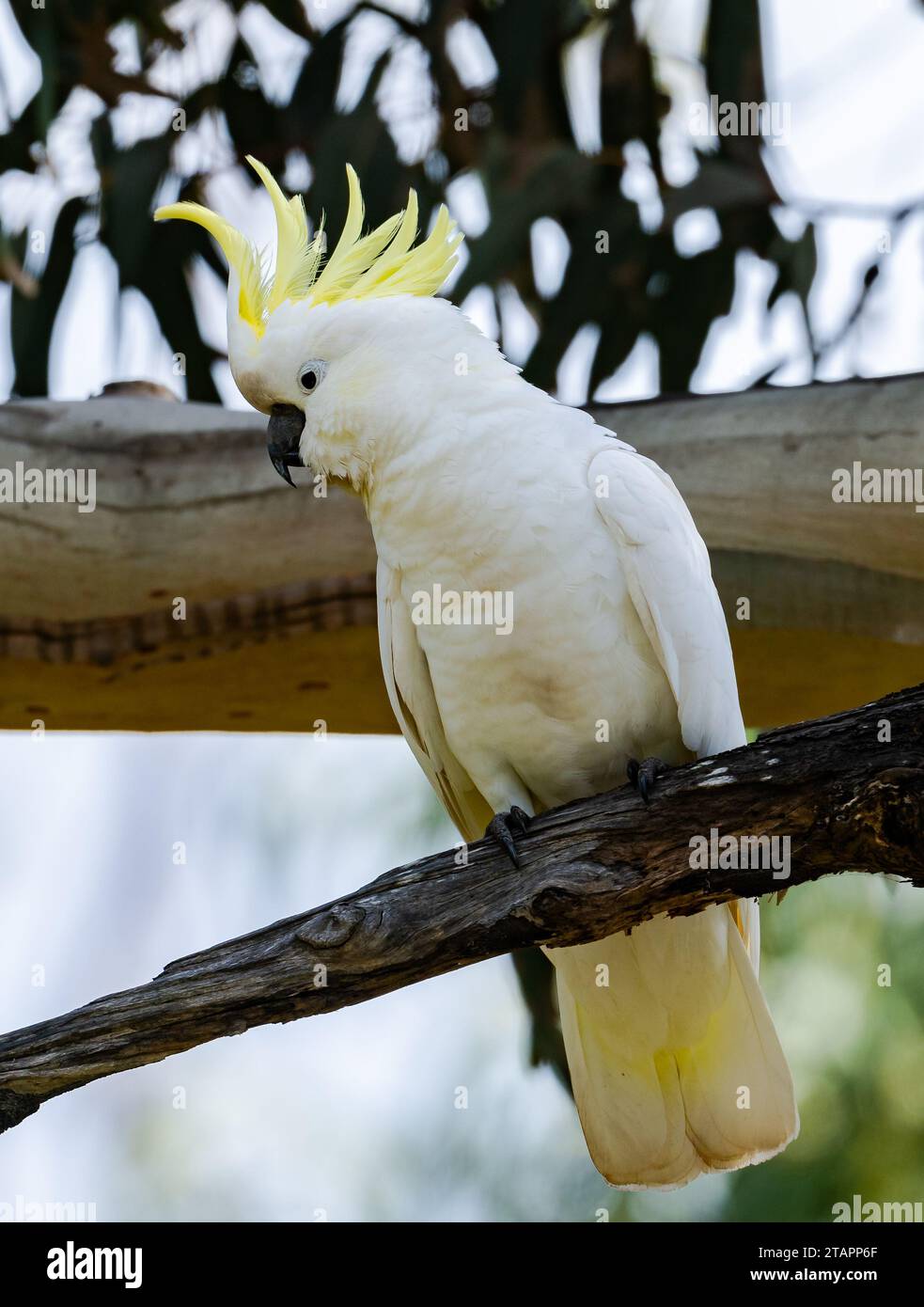 Un Cockatoo con cresta di zolfo (Cacatua galerita) arroccato su un ramo. Victoria, Australia. Foto Stock