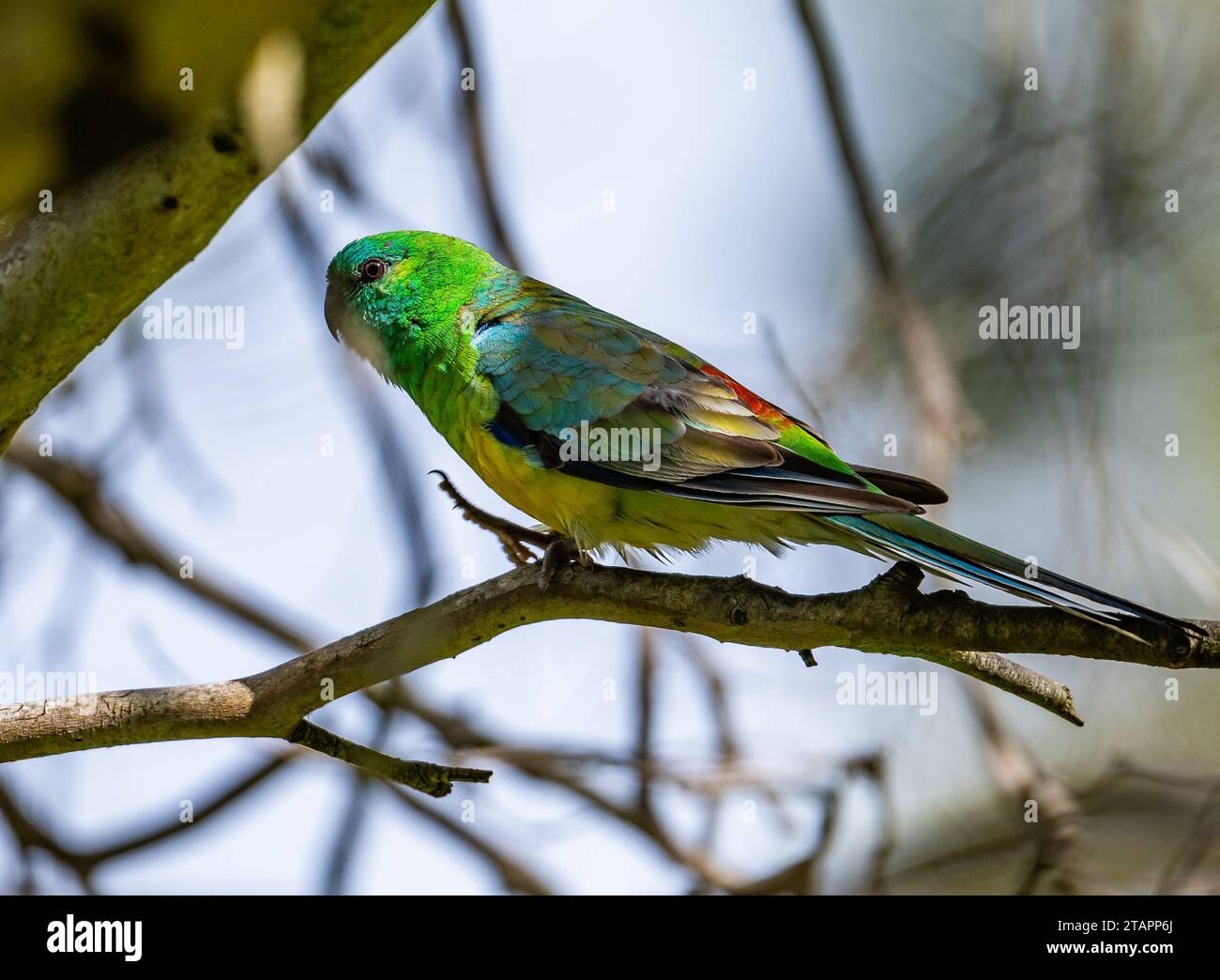 Un colorato pappagallo rosso arroccato (Psephotus haematonotus) arroccato su un ramo. Victoria, Australia. Foto Stock
