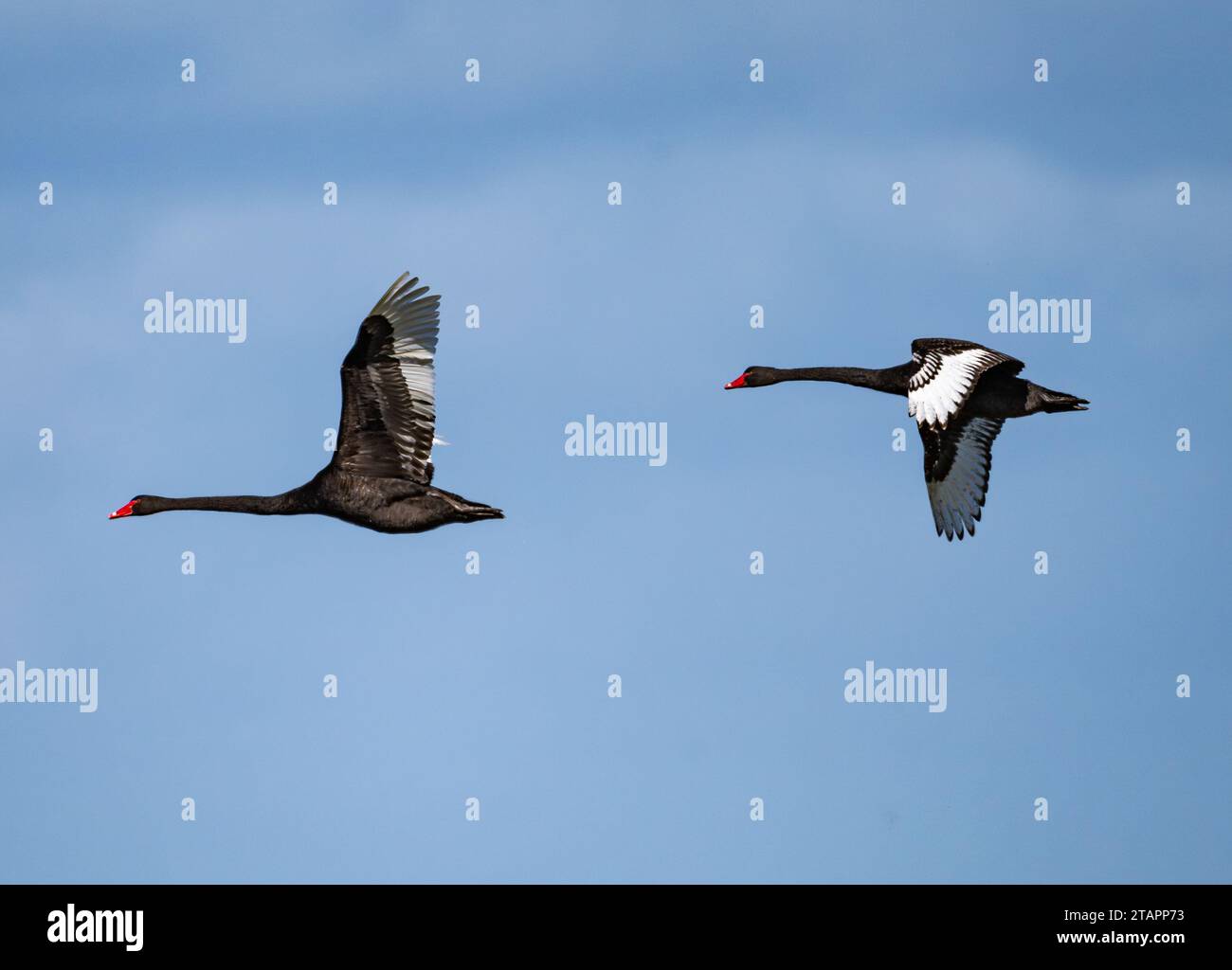 Un paio di cigni neri (Cygnus atratus) che volano sopra. Victoria, Australia. Foto Stock