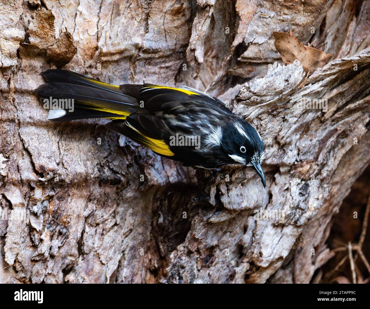 Un Honeyeater New Holland (Phylidonyris novaehollandiae) che si addentra in un tronco di albero. Tasmania, Australia. Foto Stock