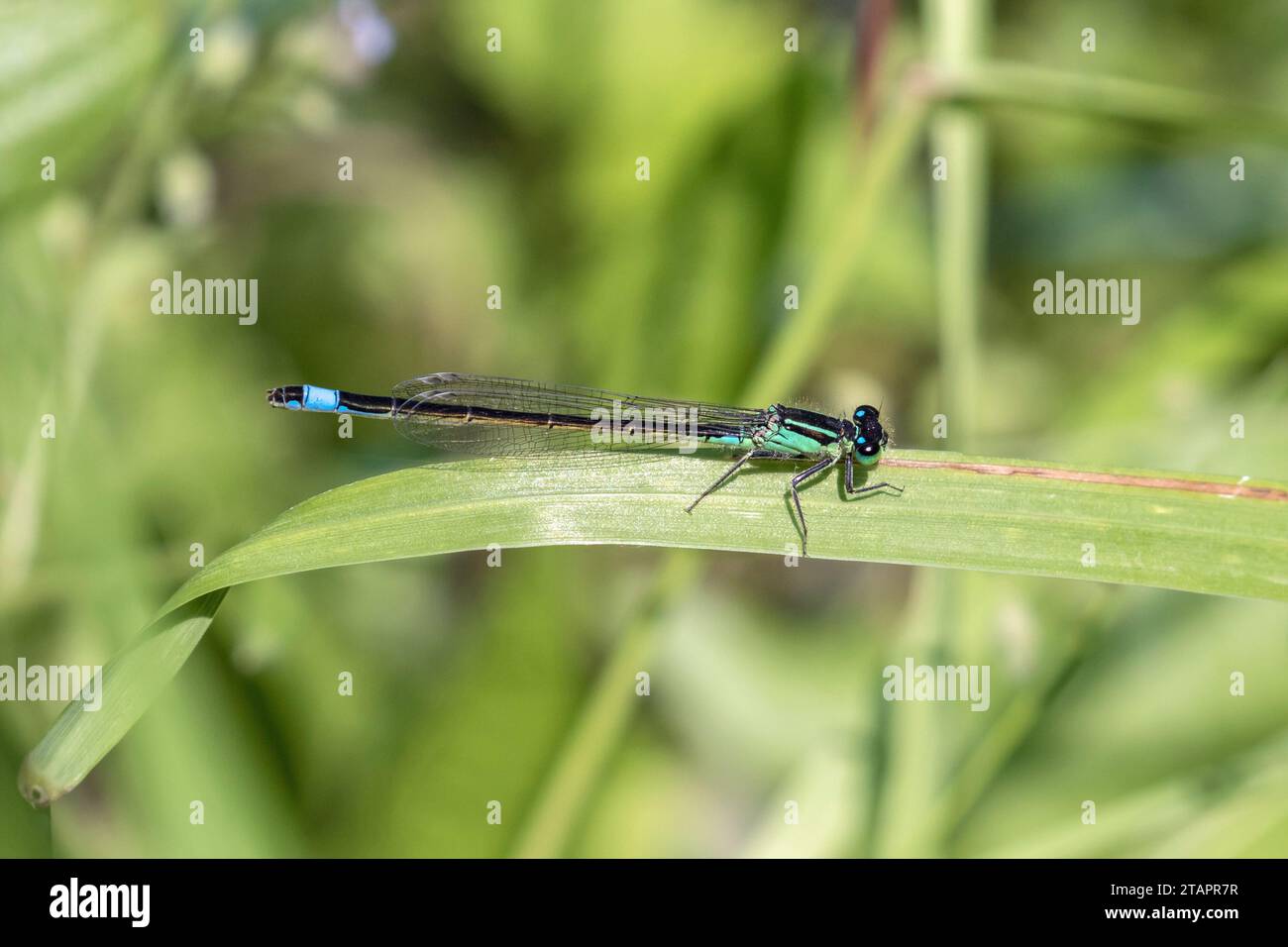 Blu-tailed damselfly, Ischnura elegans Foto Stock