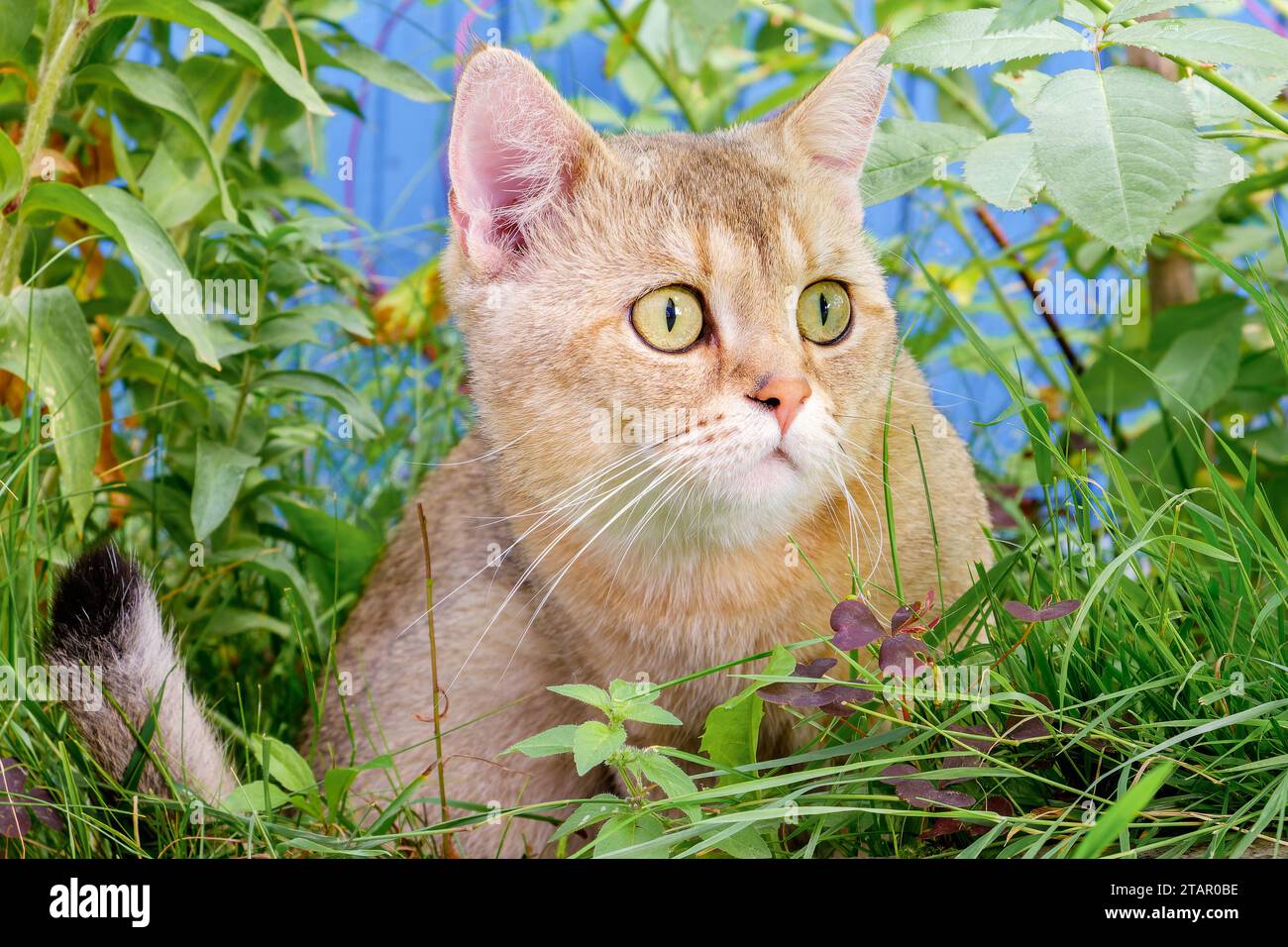 Gatto zenzero sorpreso in un boschetto di erba con gli occhi spalancati da vicino Foto Stock