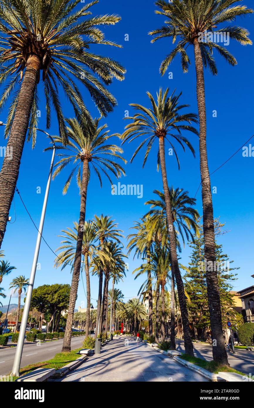 Palme lungo Passeig de Sagrera, Palma de Mallorca, Mallorca, Spagna Foto Stock