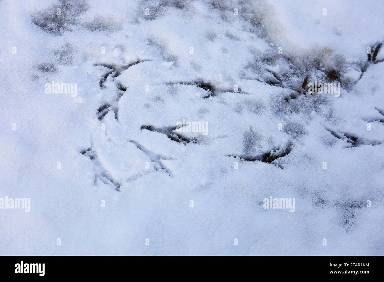 Piste per uccelli sulla neve, Germania Foto Stock