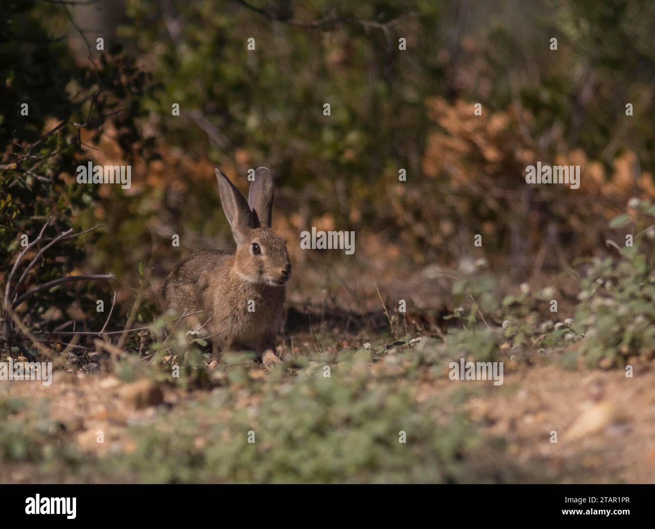 Lepre europea (Lepus europaeus), Estremadura, Castilla la Mancha, Spagna Foto Stock