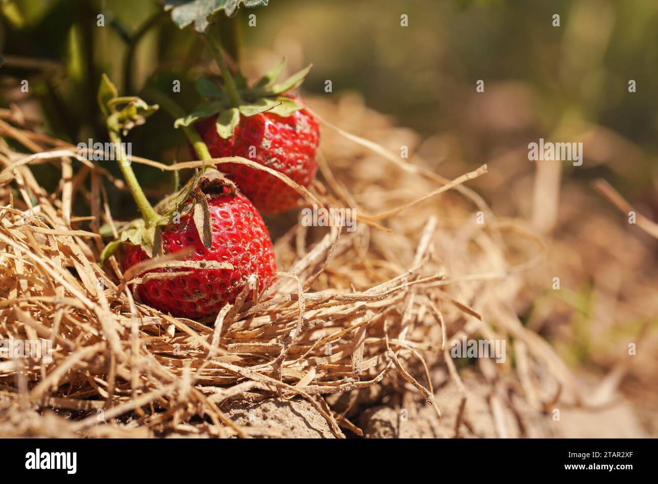 Fragole mature da giardino su strato di pacciame di lana in legno, dettaglio primo piano Foto Stock