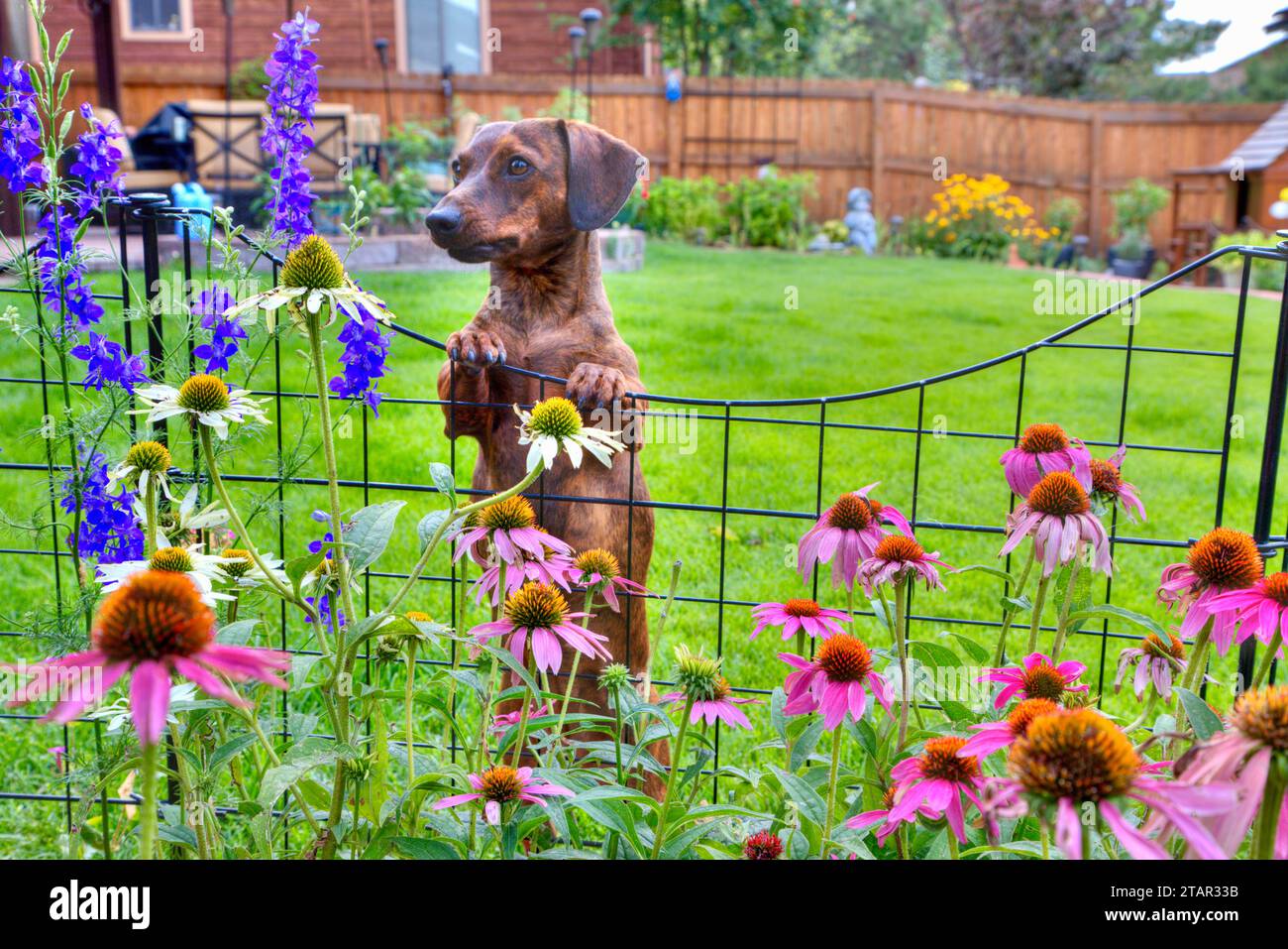 Un dachshund a pelo corto si appoggia contro una recinzione del giardino e si chiede: È una larkspur? Foto Stock