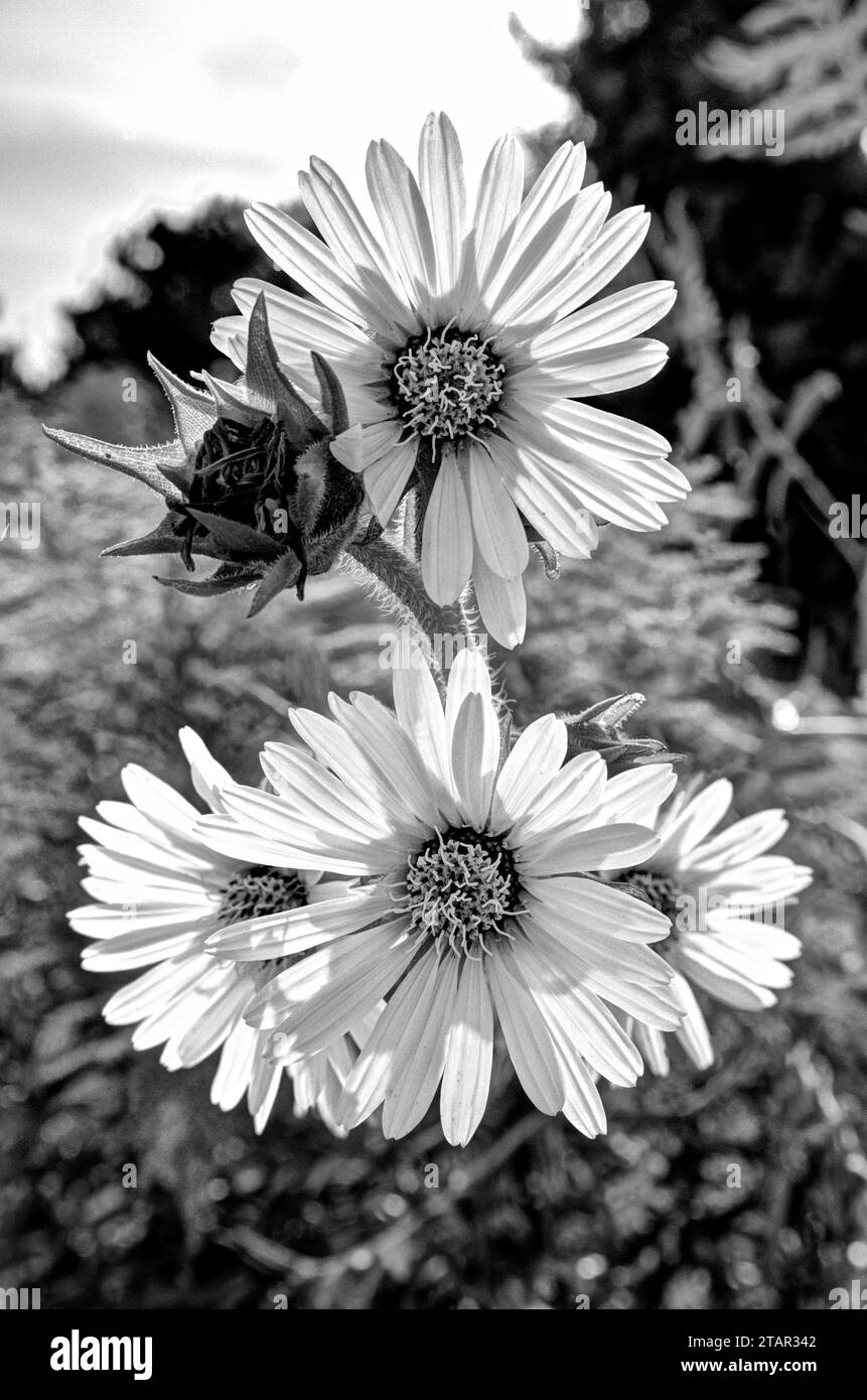 Un gruppo di quattro teste annuali di girasole e un fiore passato retroilluminato dal sole in bianco e nero. Foto Stock