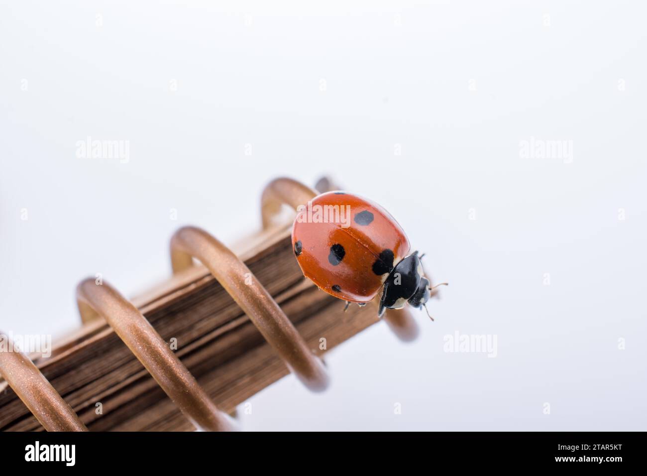 Bellissima foto di Red Ladybug camminando su un notebook Foto Stock