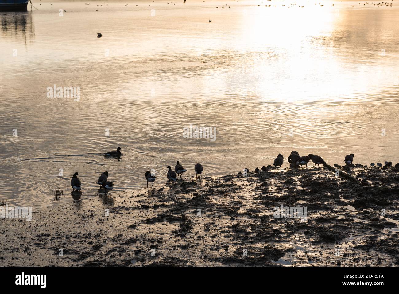 Oche brent (Branta bernicla) che si stendono sul bordo dell'acqua a Leigh on Sea, Essex Foto Stock