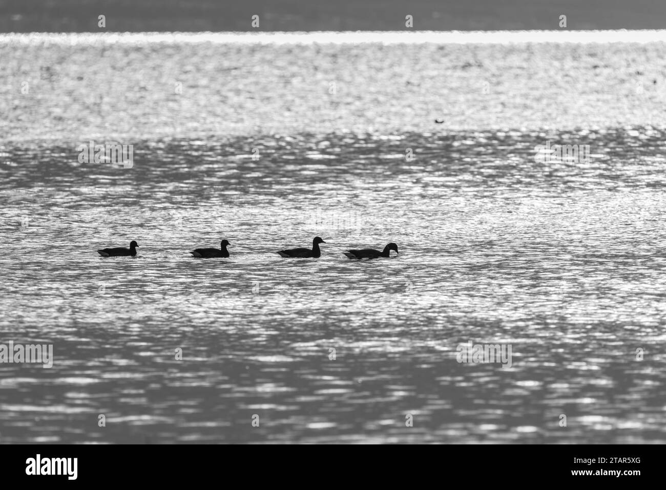 Oche di Brent (Branta bernicla) che nuotano a Leigh on Sea, Essex Foto Stock
