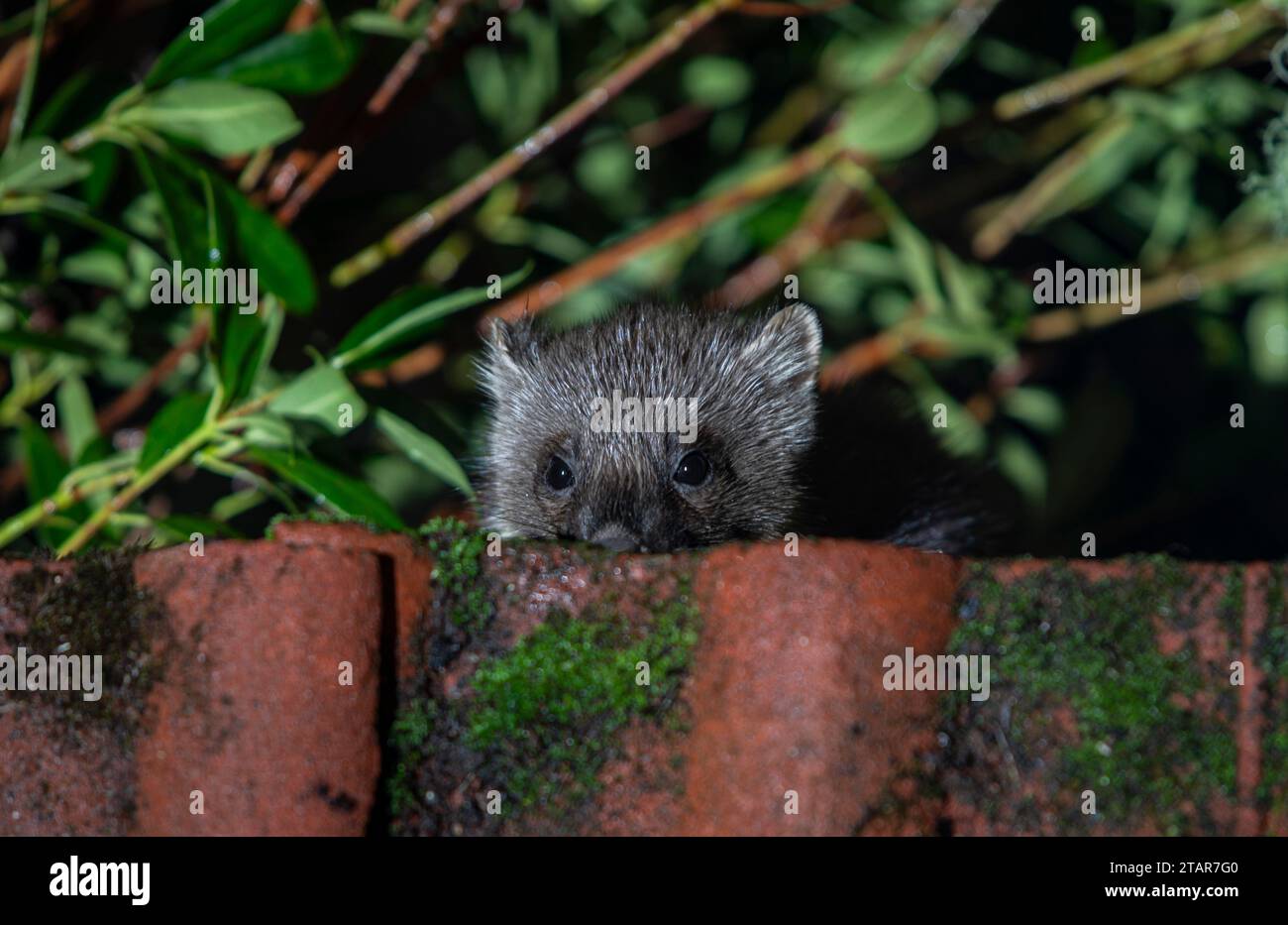 Pineta, Ardnamurchan, Scozia Foto Stock