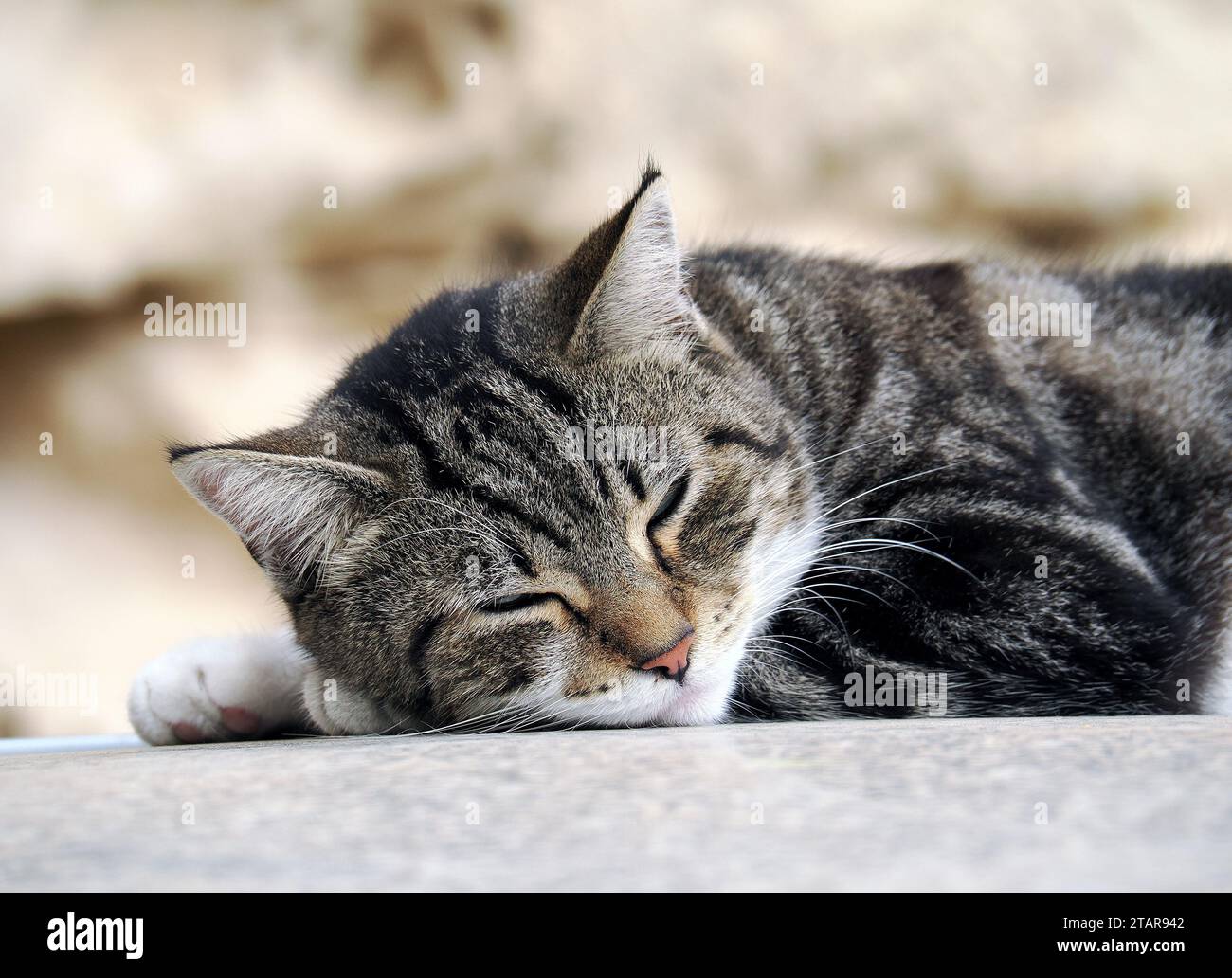 Gatto domestico o gatto domestico, Hauskatze, Chat domestique, Felis silvestris catus, házi macska, Sicilia, Sicilia, Italia, Europa Foto Stock