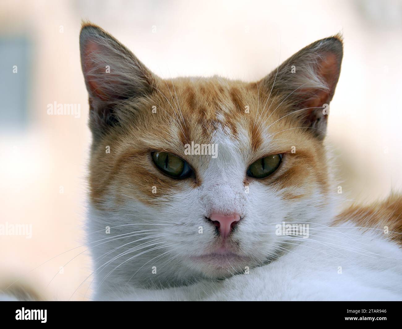 Gatto domestico o gatto domestico, Hauskatze, Chat domestique, Felis silvestris catus, házi macska, Sicilia, Sicilia, Italia, Europa Foto Stock