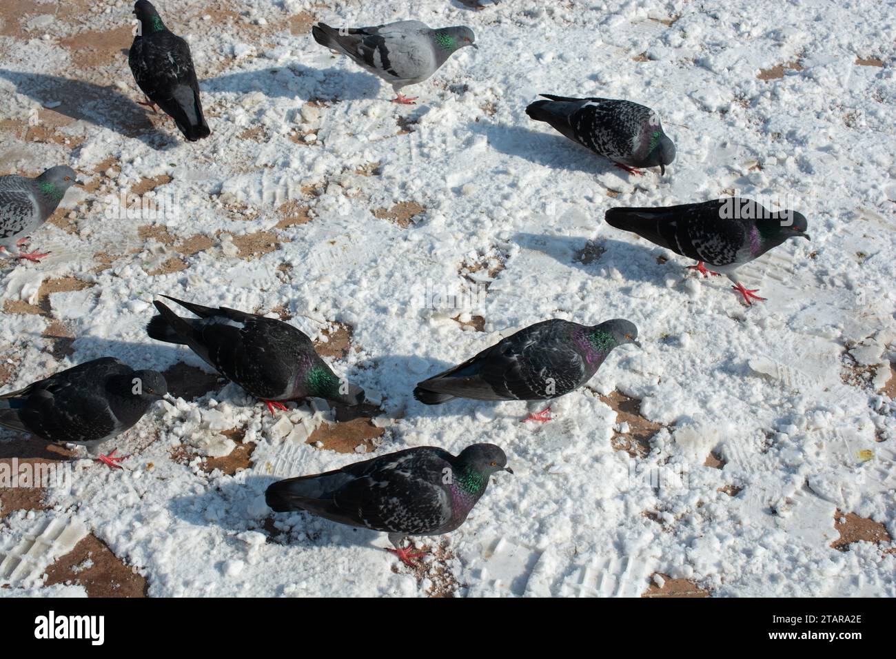 Adorabili uccelli piccione, colombe della città vivono in un ambiente urbano Foto Stock