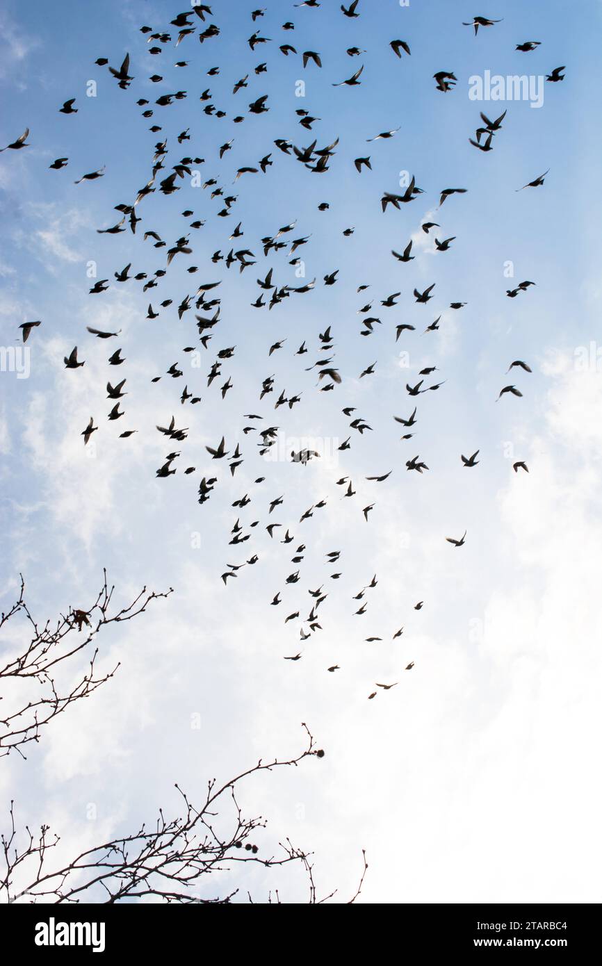 Cielo pieno di uccelli in primavera tempo Foto Stock