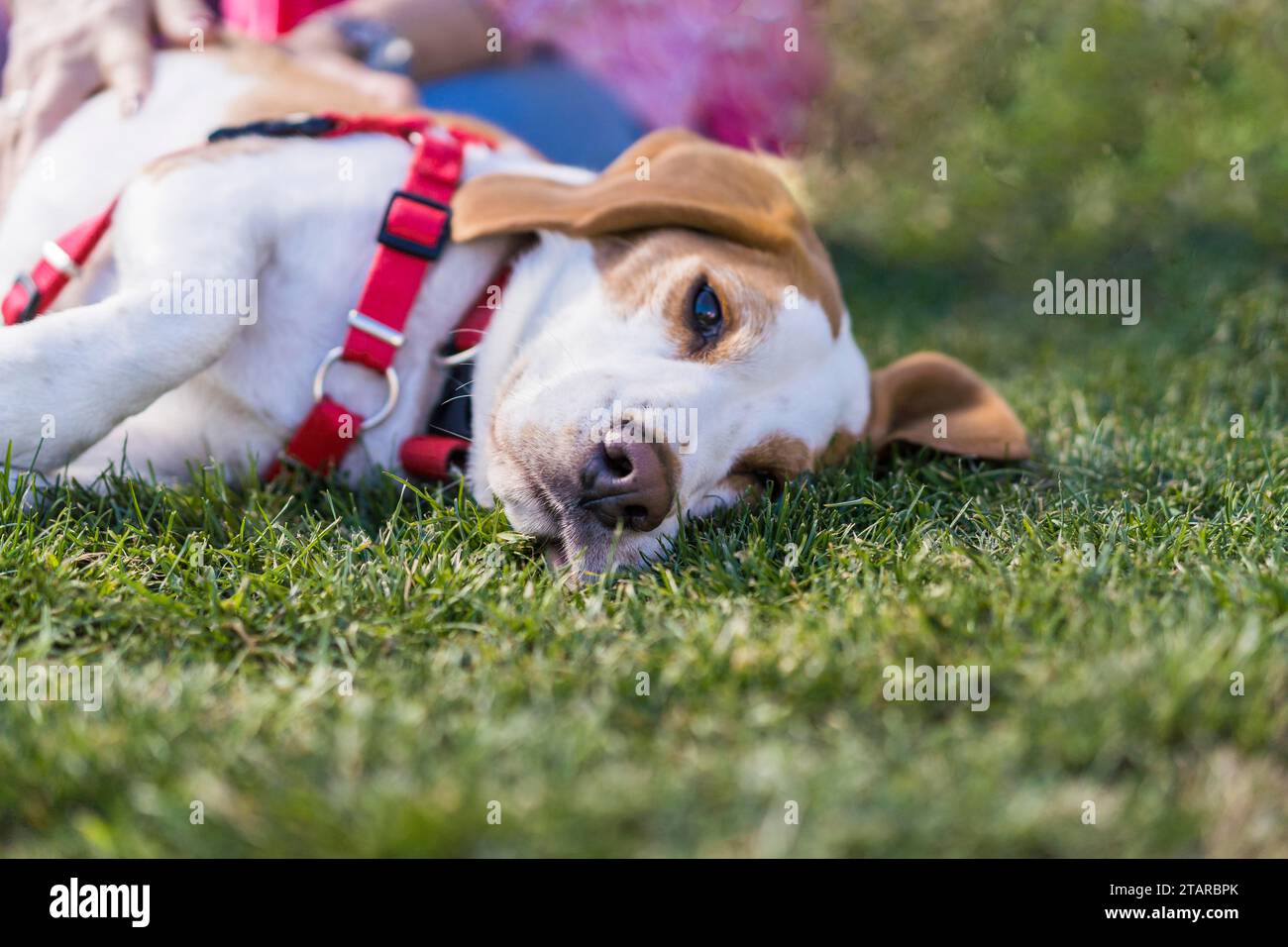 Cane Beagle stanco che liscia sul prato indossando un'imbracatura rossa Foto Stock