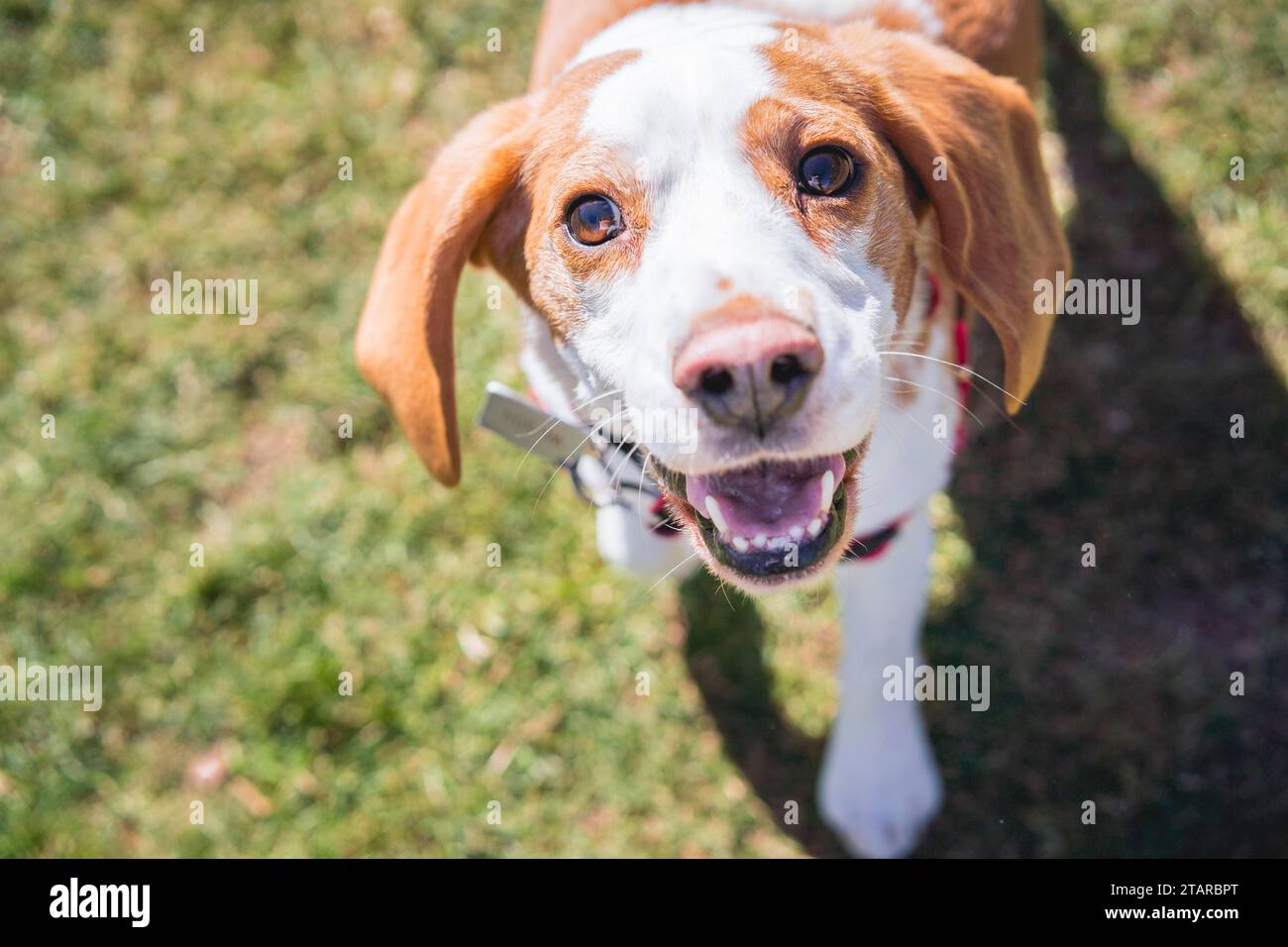 Cane Beagle sul prato che guarda la macchina fotografica mentre cammina Foto Stock