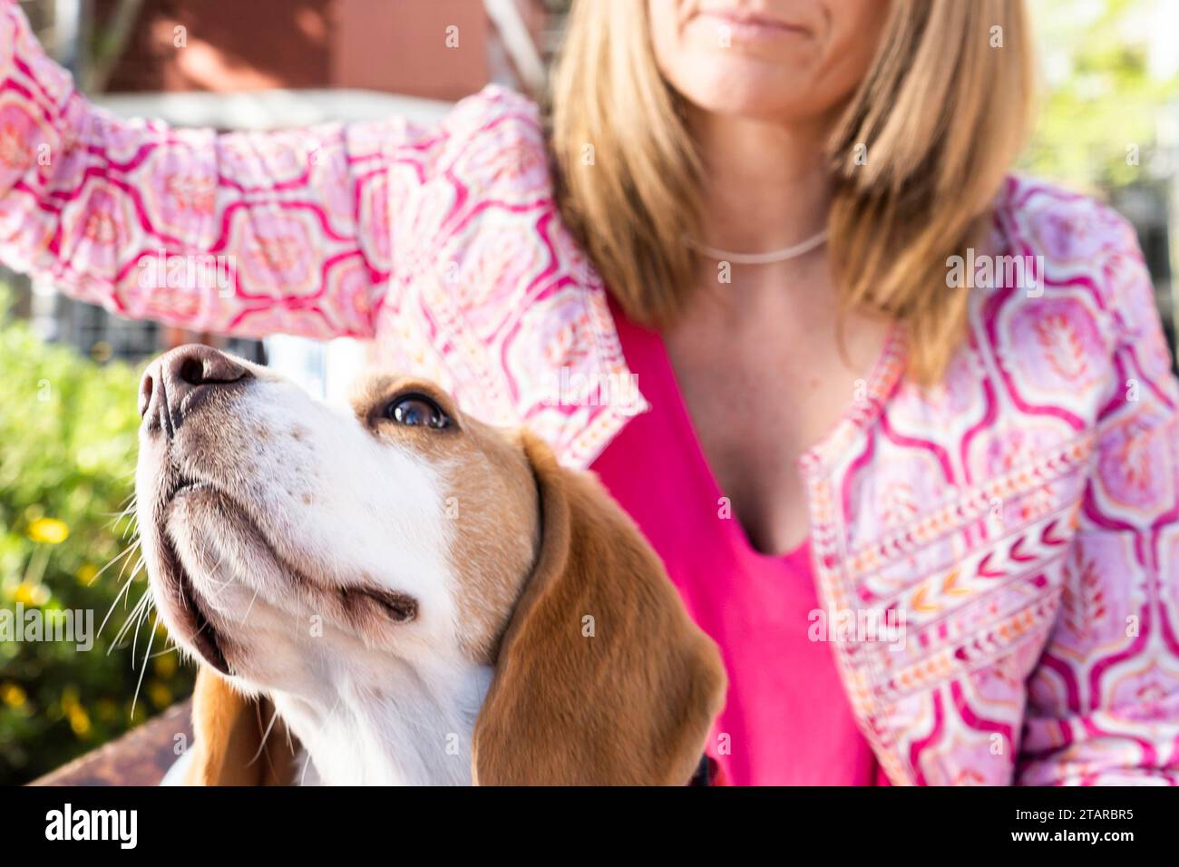 Il cane Beagle guarda in alto accanto al suo proprietario Foto Stock