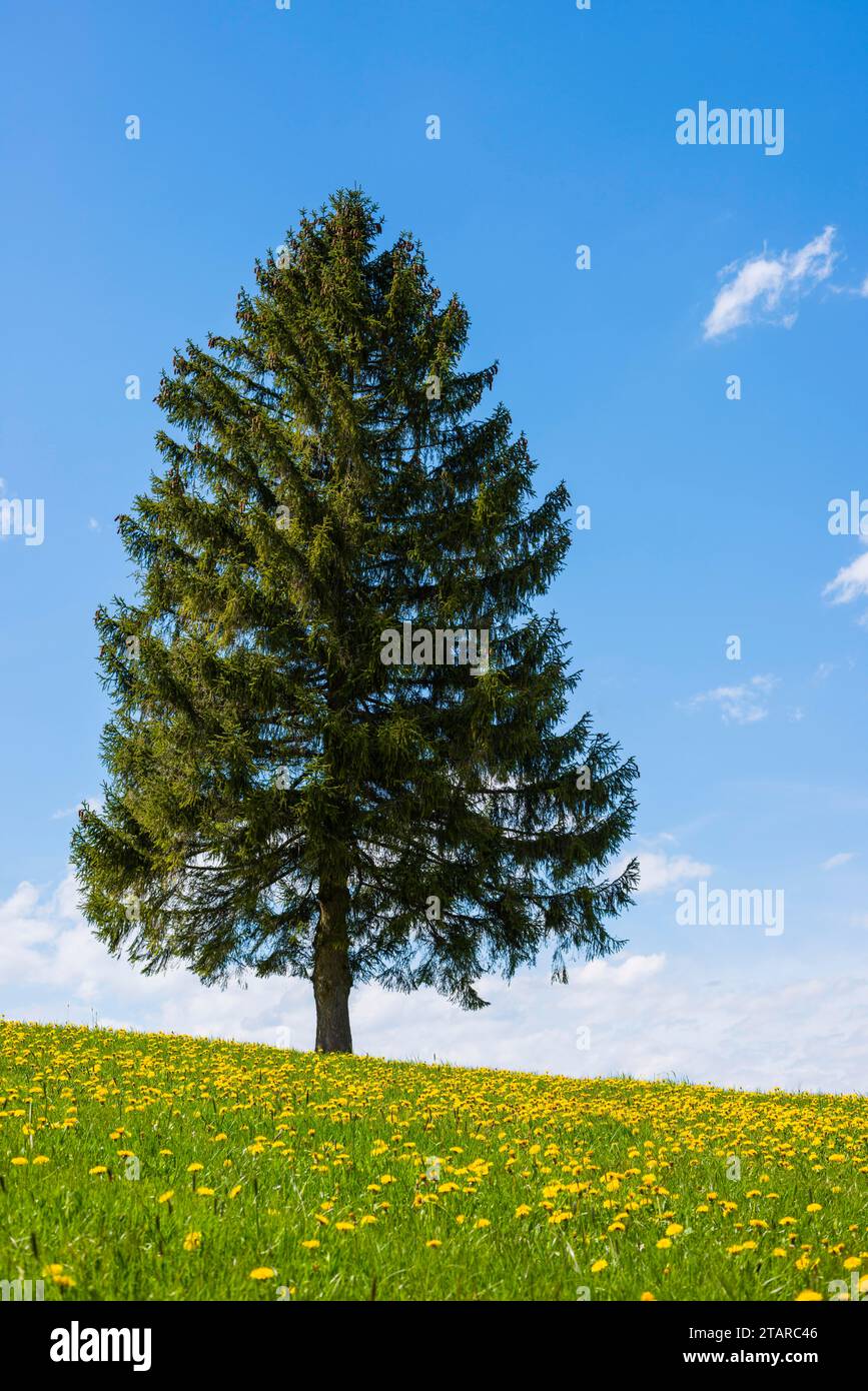 Tarassaco (Taraxacum) e abete singolo (Abies), paesaggio naturale vicino a Fuessen, Ostallgaeu, Baviera, Germania Foto Stock