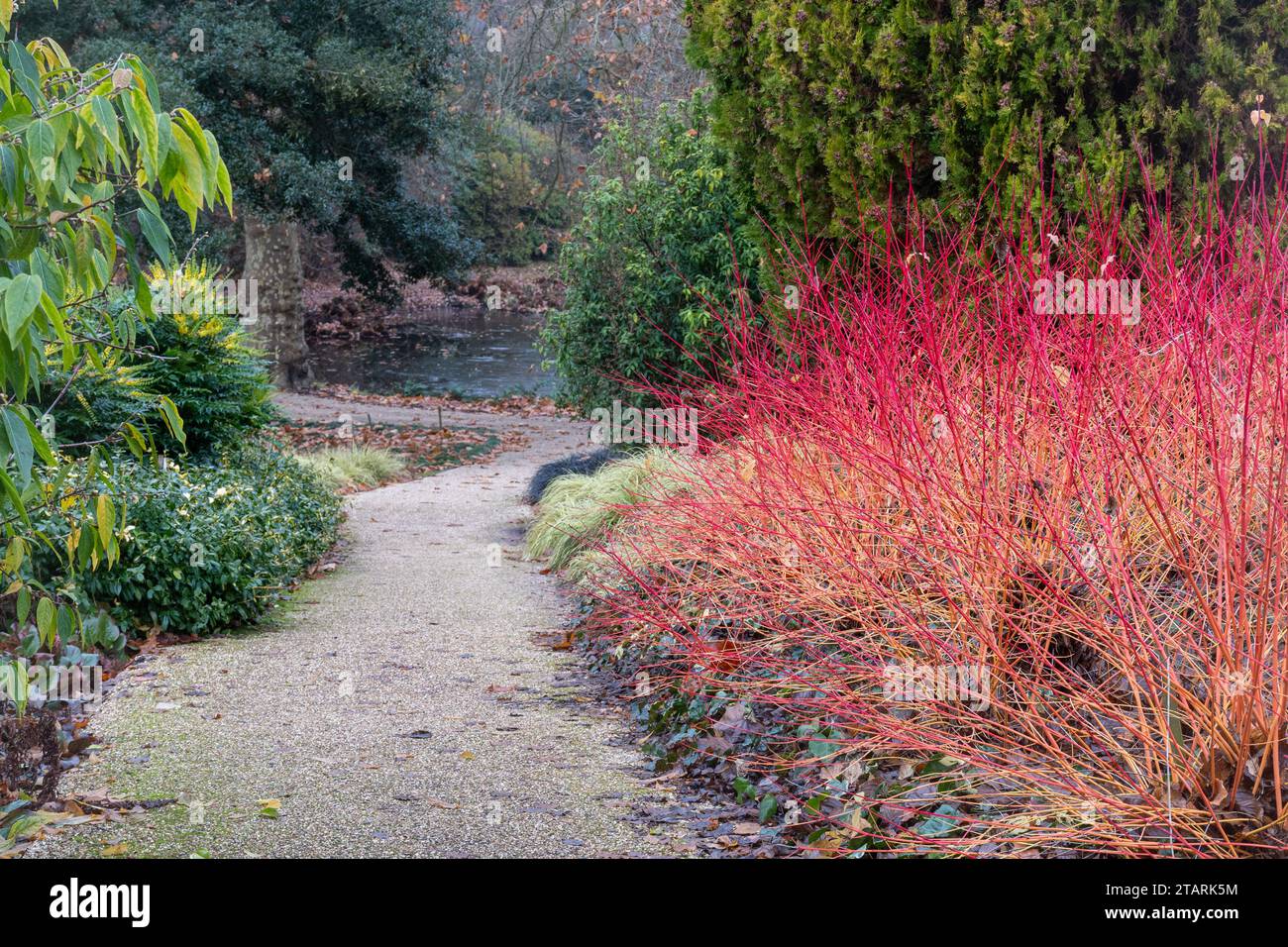 Dogwood dai colori vivaci (Cornus sanguinea "Anny's Winter Orange") nei giardini Savill a dicembre o inverno, Surrey, Inghilterra, Regno Unito Foto Stock
