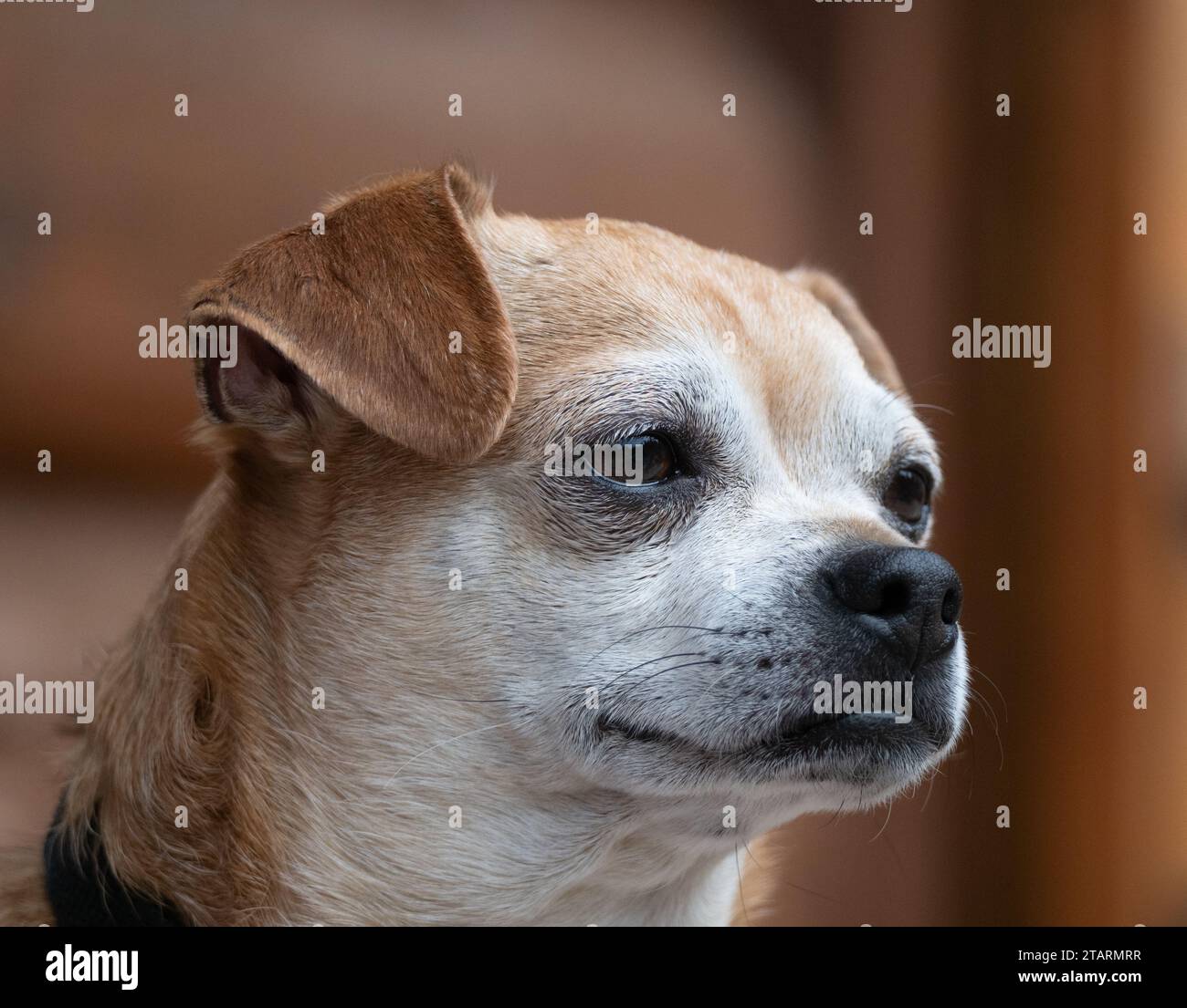 Foto ravvicinata di un cane di razza mista, in parte Chihuahua, fotografata nel profilo 3/4, al chiuso con luce naturale. Foto Stock