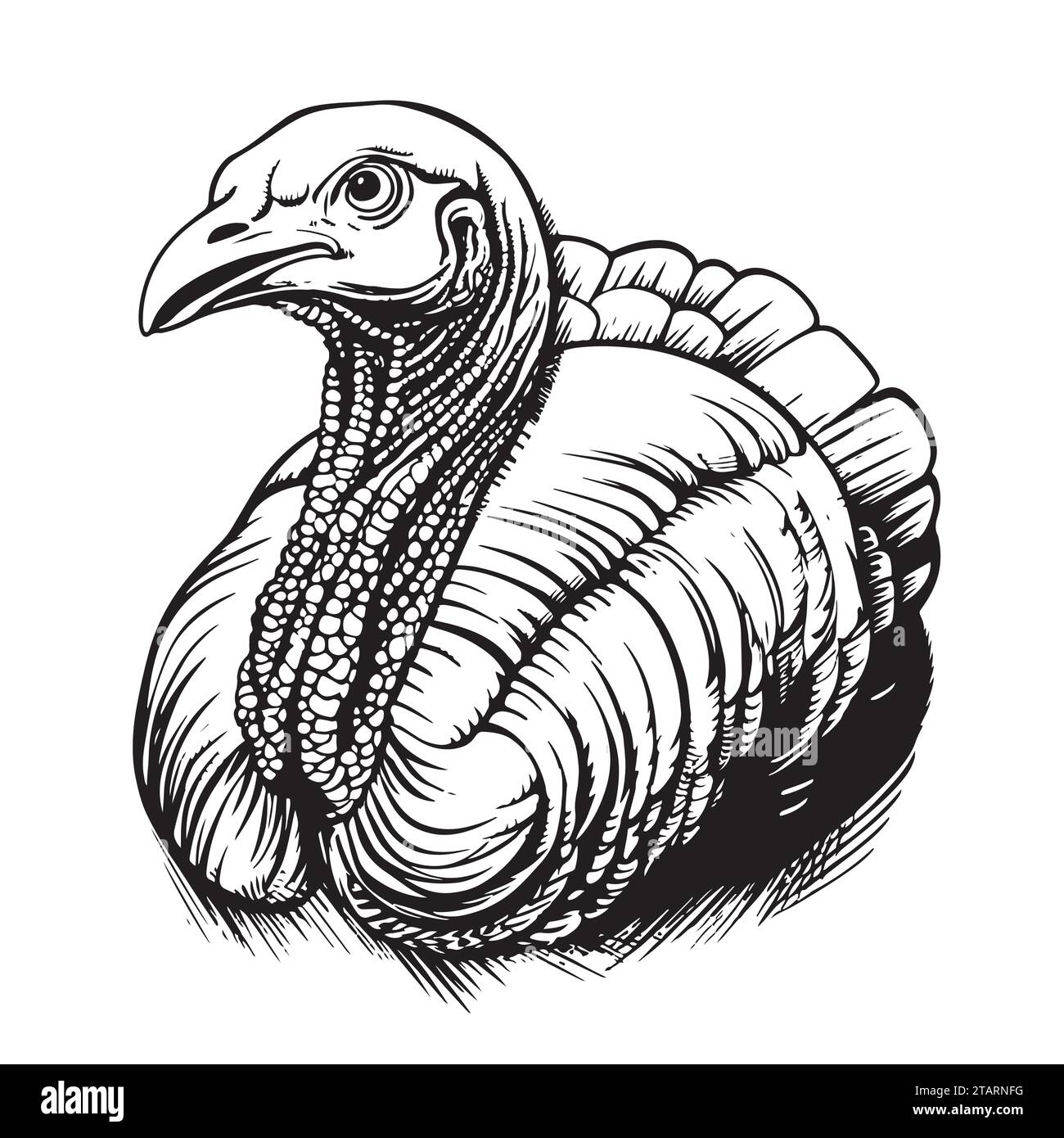 Illustrazione con la turchia. Uccello disegnato. Stile di incisione. Buon per le carte per il giorno del Ringraziamento. Illustrazione Vettoriale