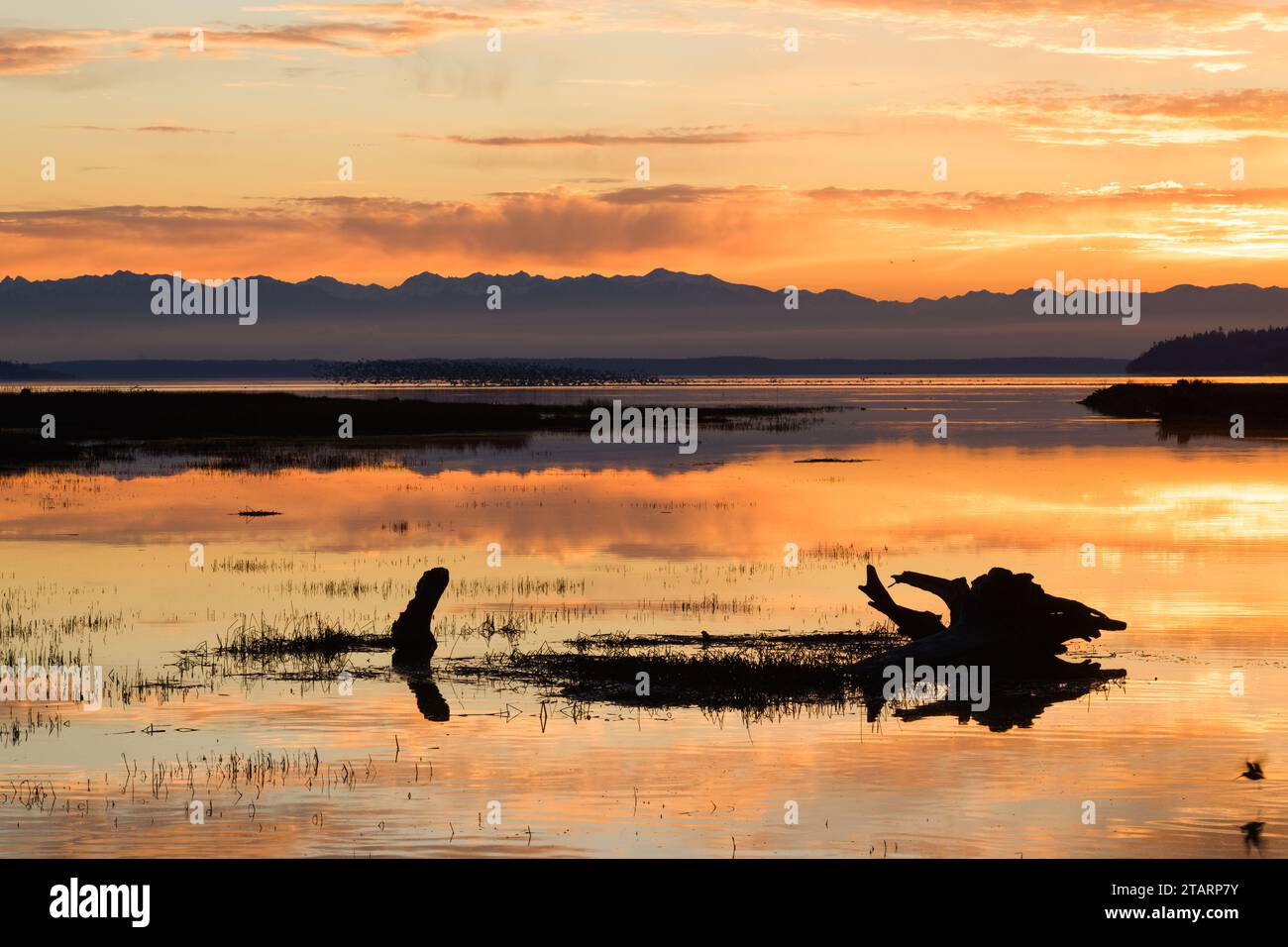Gli uccelli costieri sul tronco guardano il tramonto splendente dietro le lontane Olympic Mountains, che si riflette nell'acqua della Baia di Skagit Foto Stock