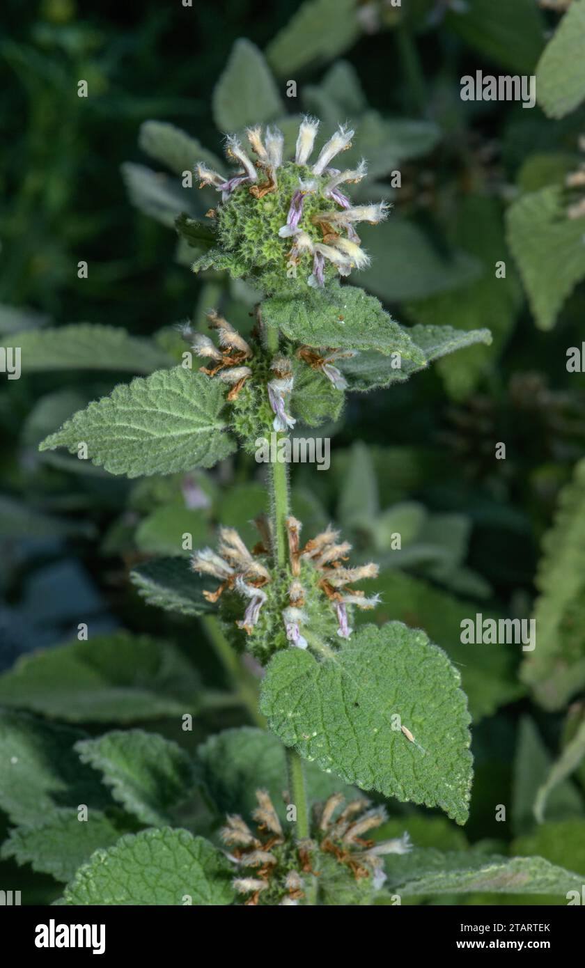 Horehound bianco, Marrubium vulgare in fiore. Foto Stock