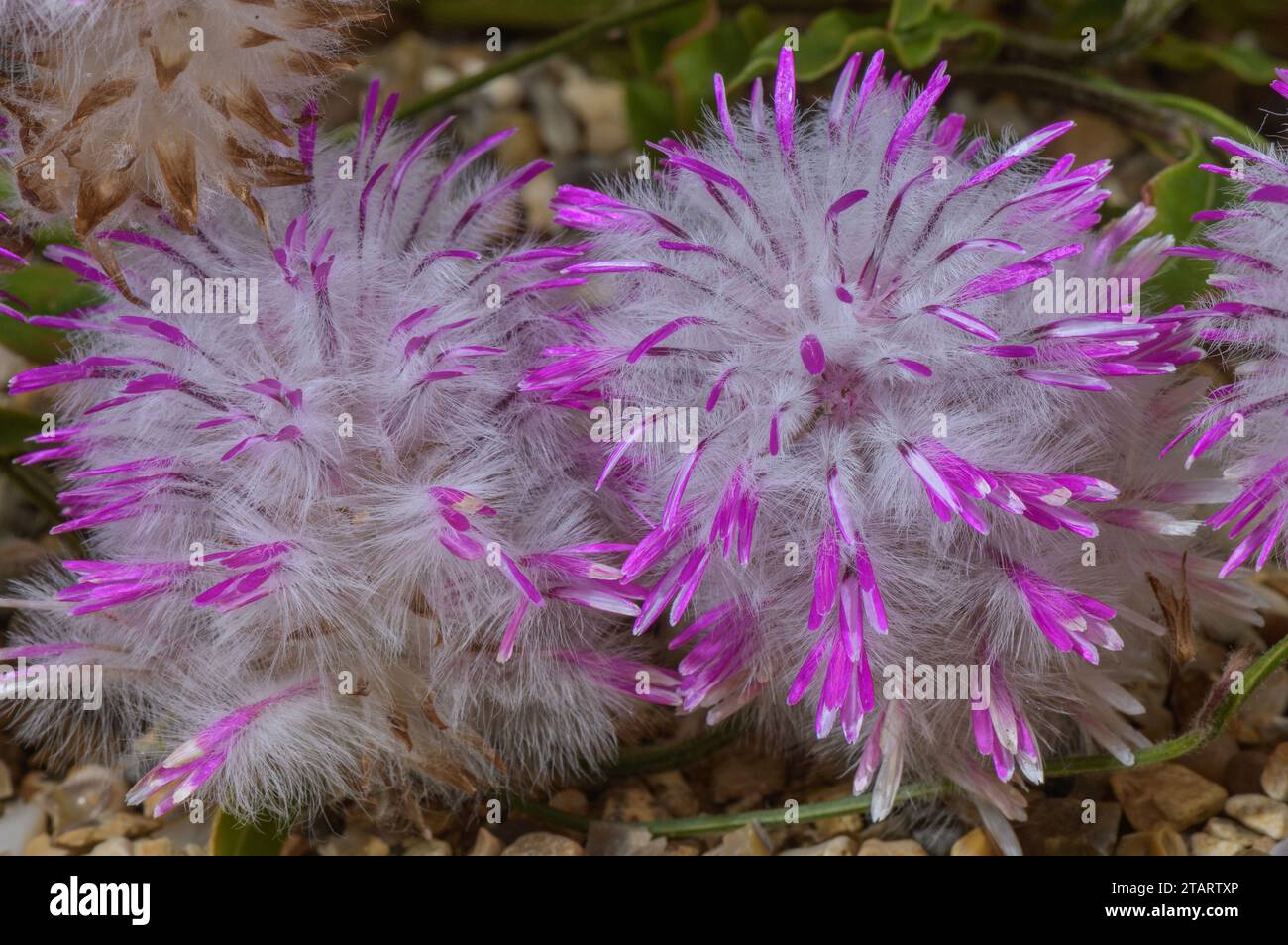 Mulla Mulla o Pom Poms con punte di rosa, Ptilotus manglesii dall'Australia occidentale. Famiglia Amaranth. Foto Stock