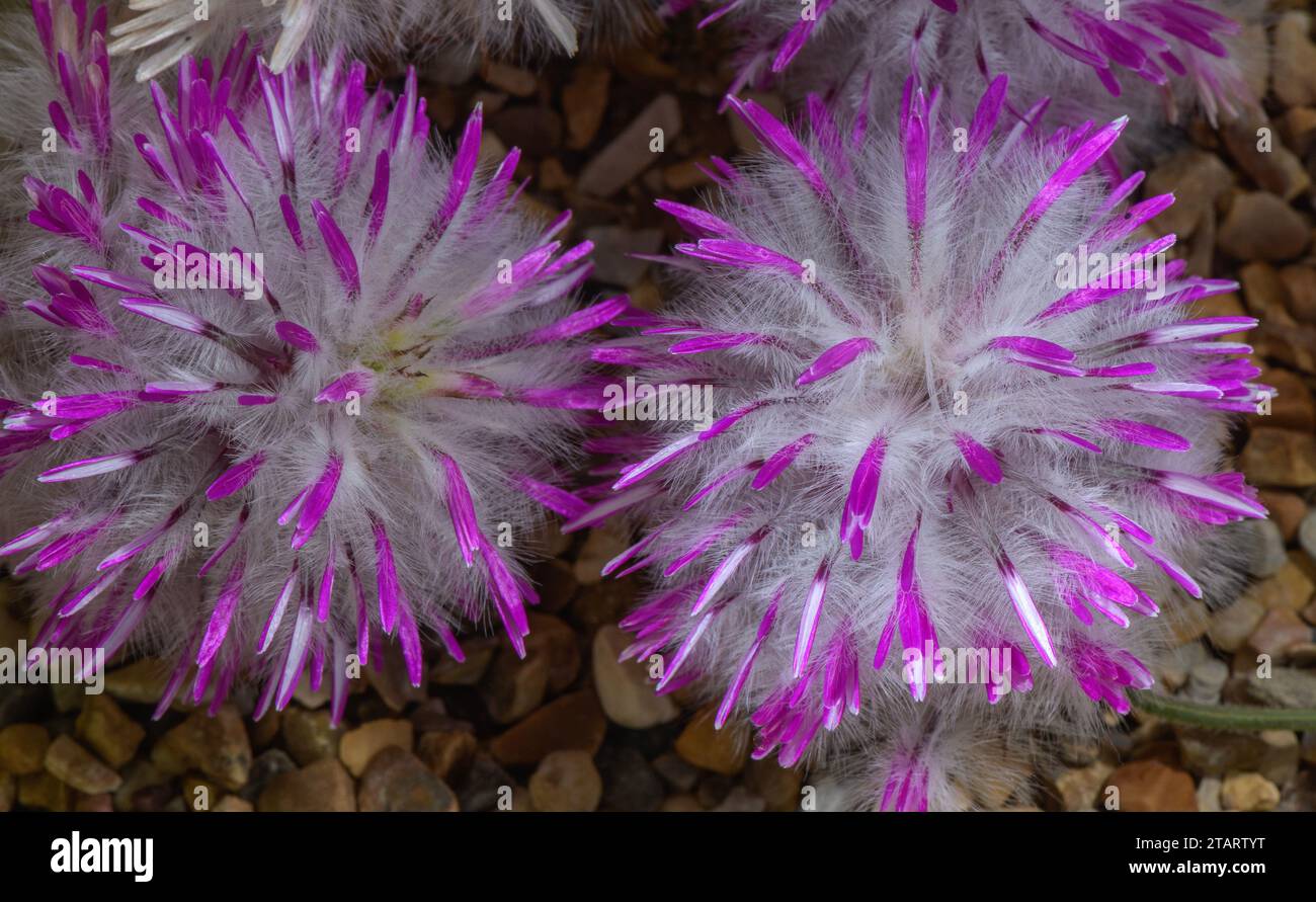 Mulla Mulla o Pom Poms con punte di rosa, Ptilotus manglesii dall'Australia occidentale. Famiglia Amaranth. Foto Stock