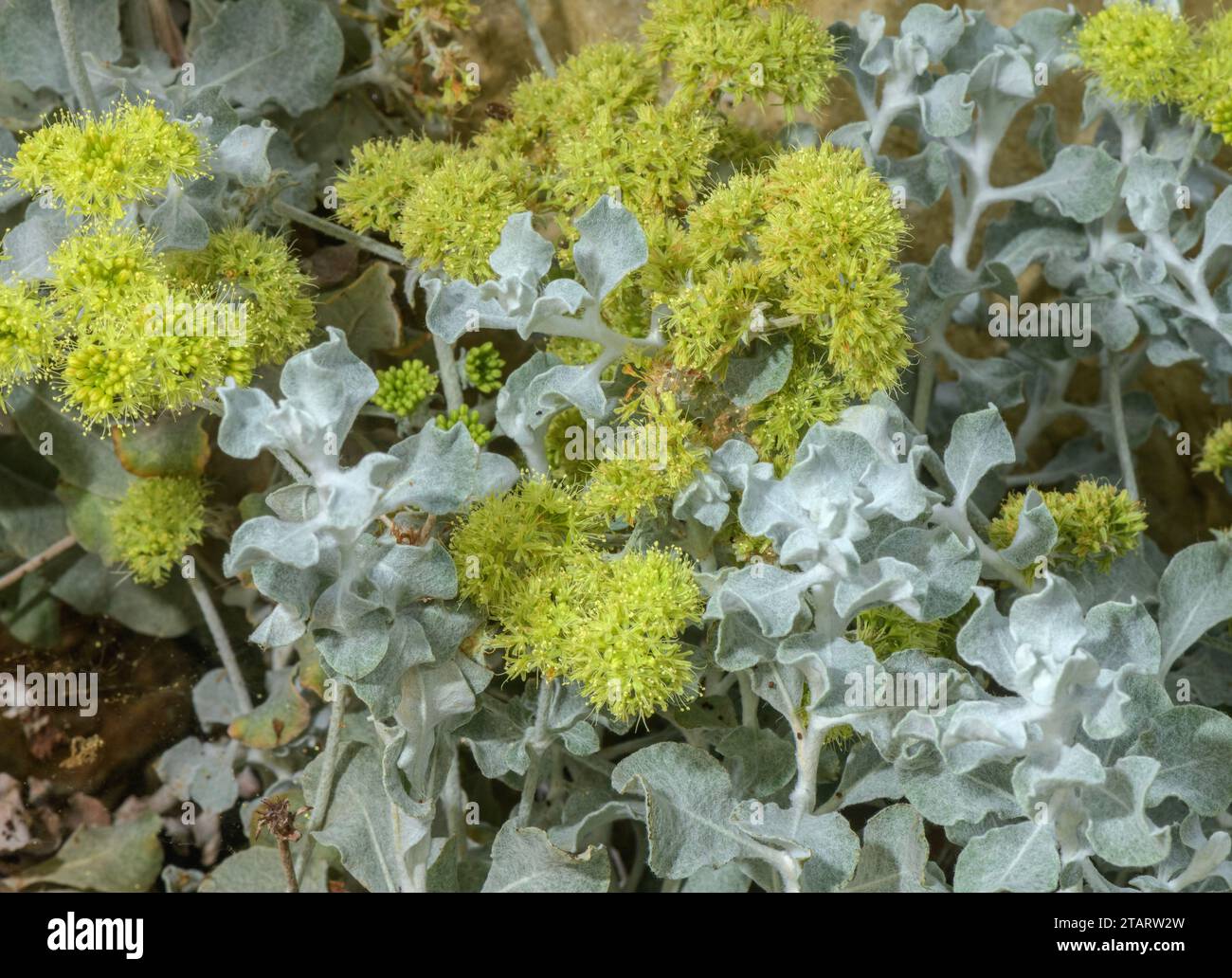 Grano saraceno Conejo, Eriogonum crocatum, in fiore; California Foto Stock