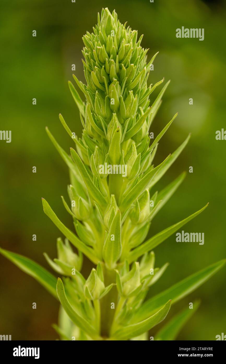 Foglie complesse della American Licorice Plant prima della fioritura a Zion Foto Stock