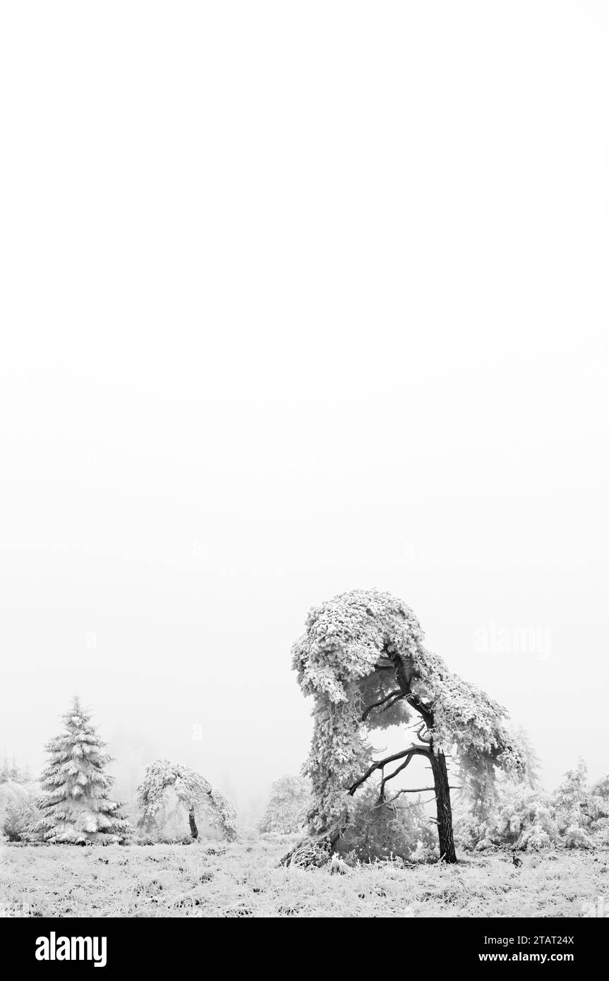 Un'immagine naturale in bianco e nero di alberi ricoperti di neve e di un terreno ghiacciato in inverno, minimalismo, spazio per le copie, spazio negativo, high-key Foto Stock