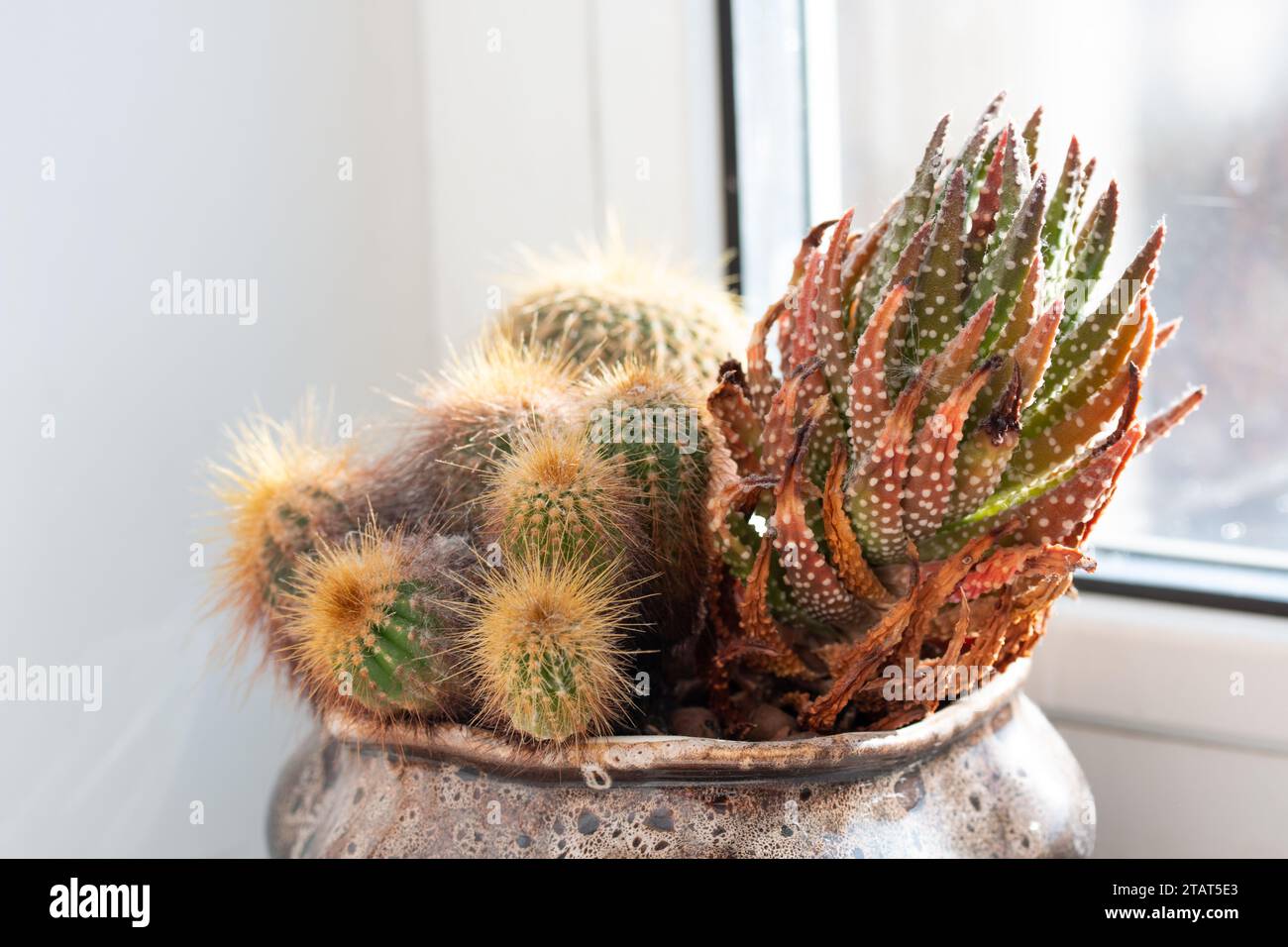 Immagine di cactus e piante di perle che crescono nel vaso a casa. Impianto di casa sul davanzale. Luce solare intensa Foto Stock