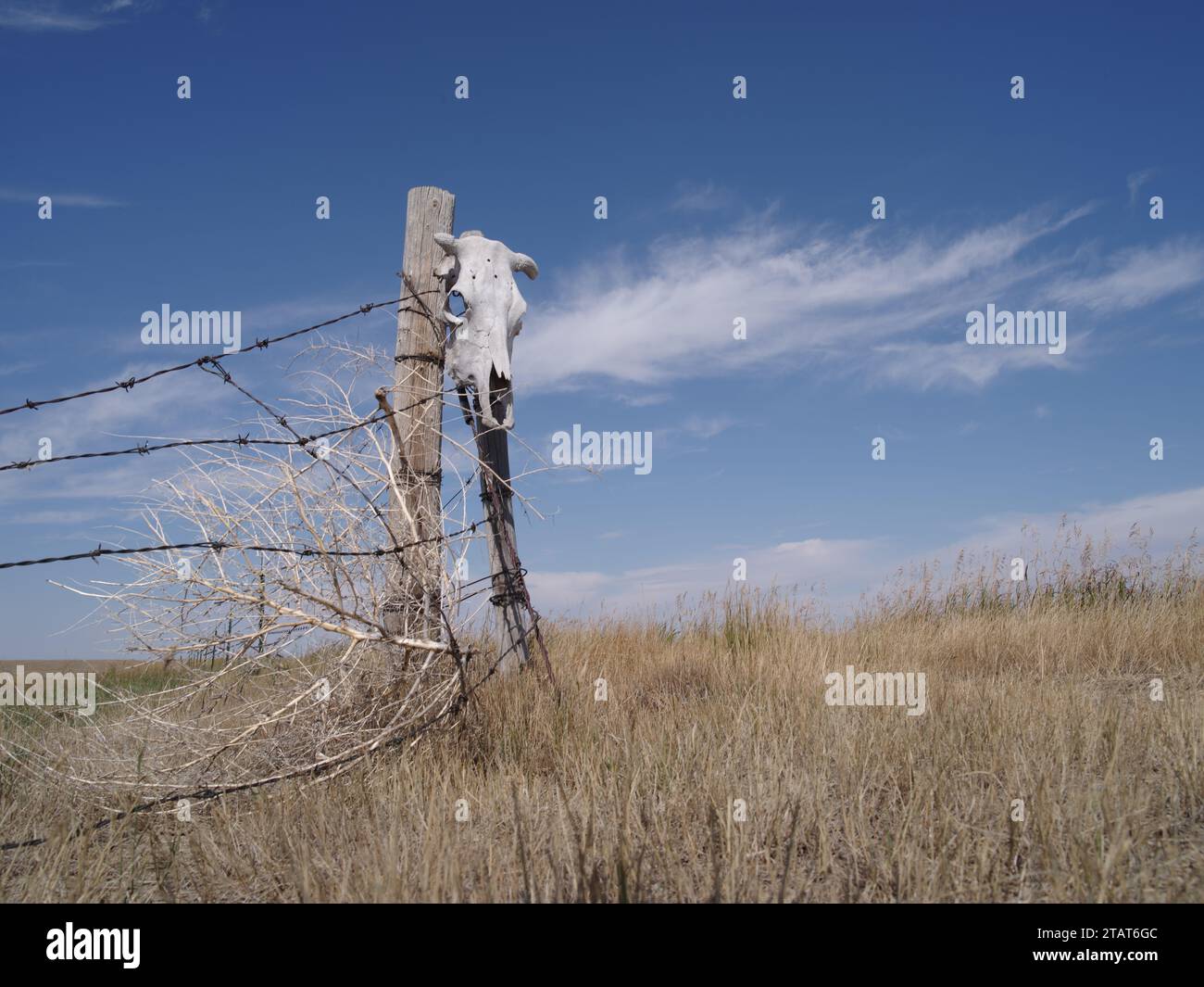 Cow Skull & Fence Post - Canuck, Saskatchewan, Canada Foto Stock