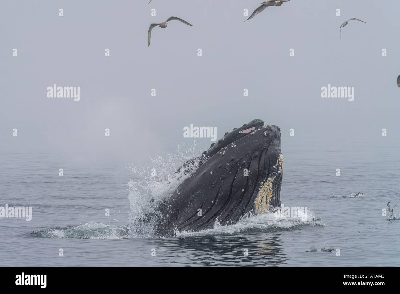 Le megattere si nutrono in una giornata nebbiosa in tarda caduta al largo dell'isola nord di Vancouver, Namgis, territorio delle prime Nazioni, territori tradizionali di Th Foto Stock